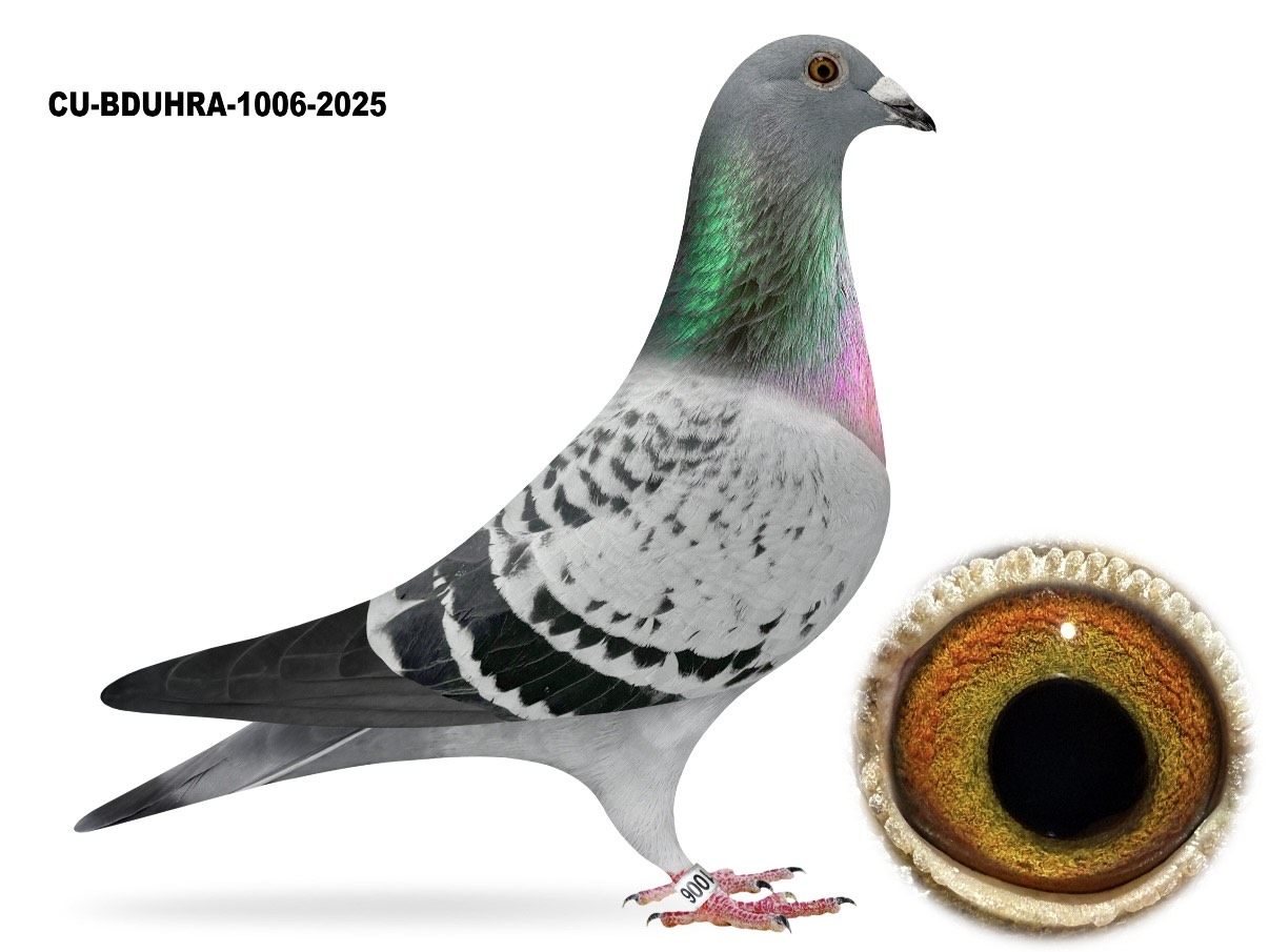 CU 25 BDUHRA 1006 BC H