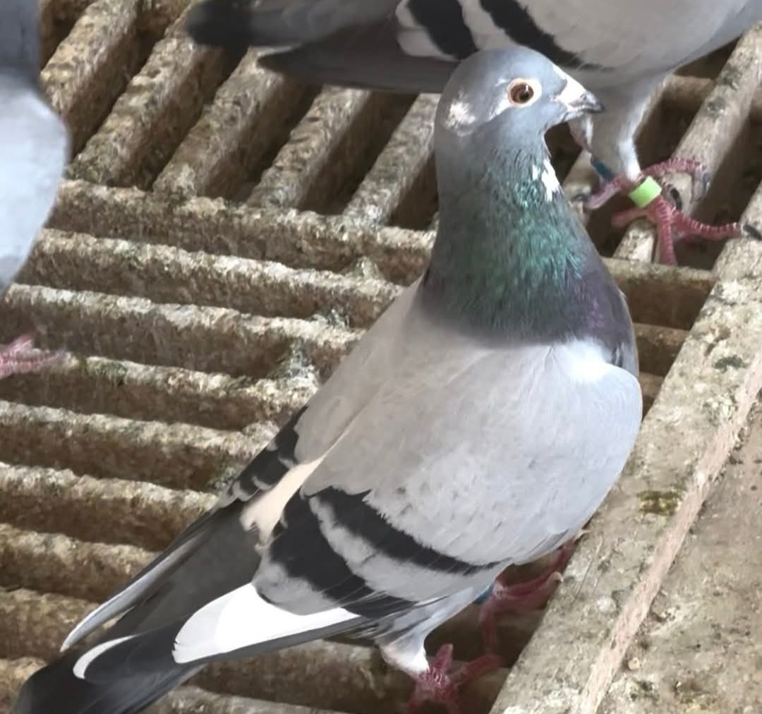 Super young hen bred by Ado Family Loft