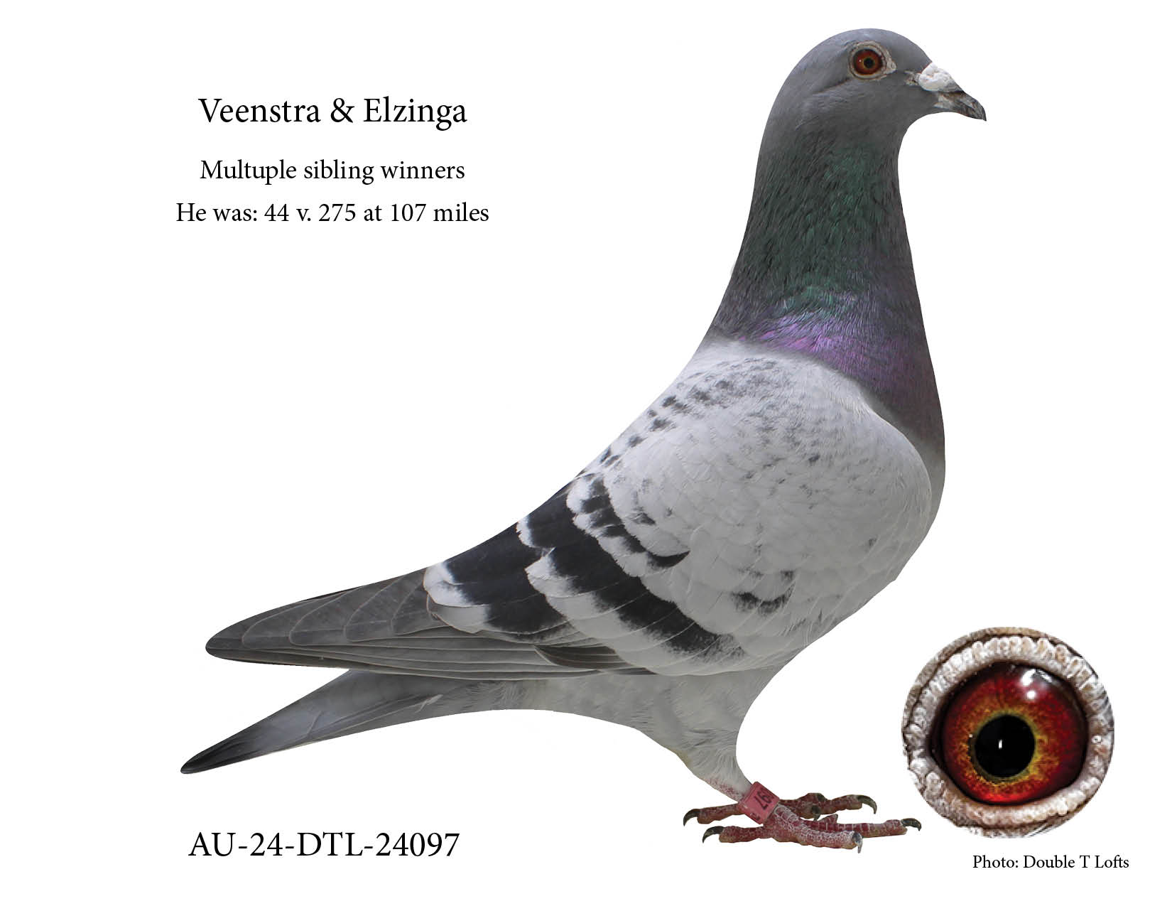 Veenstra Birds ... Consistently Good!