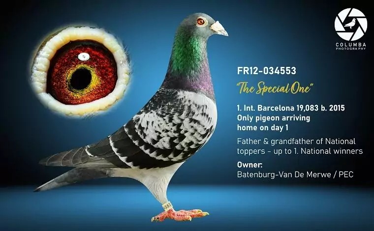 AU-26-FHPC-171 Cock  Top Barcelona Family