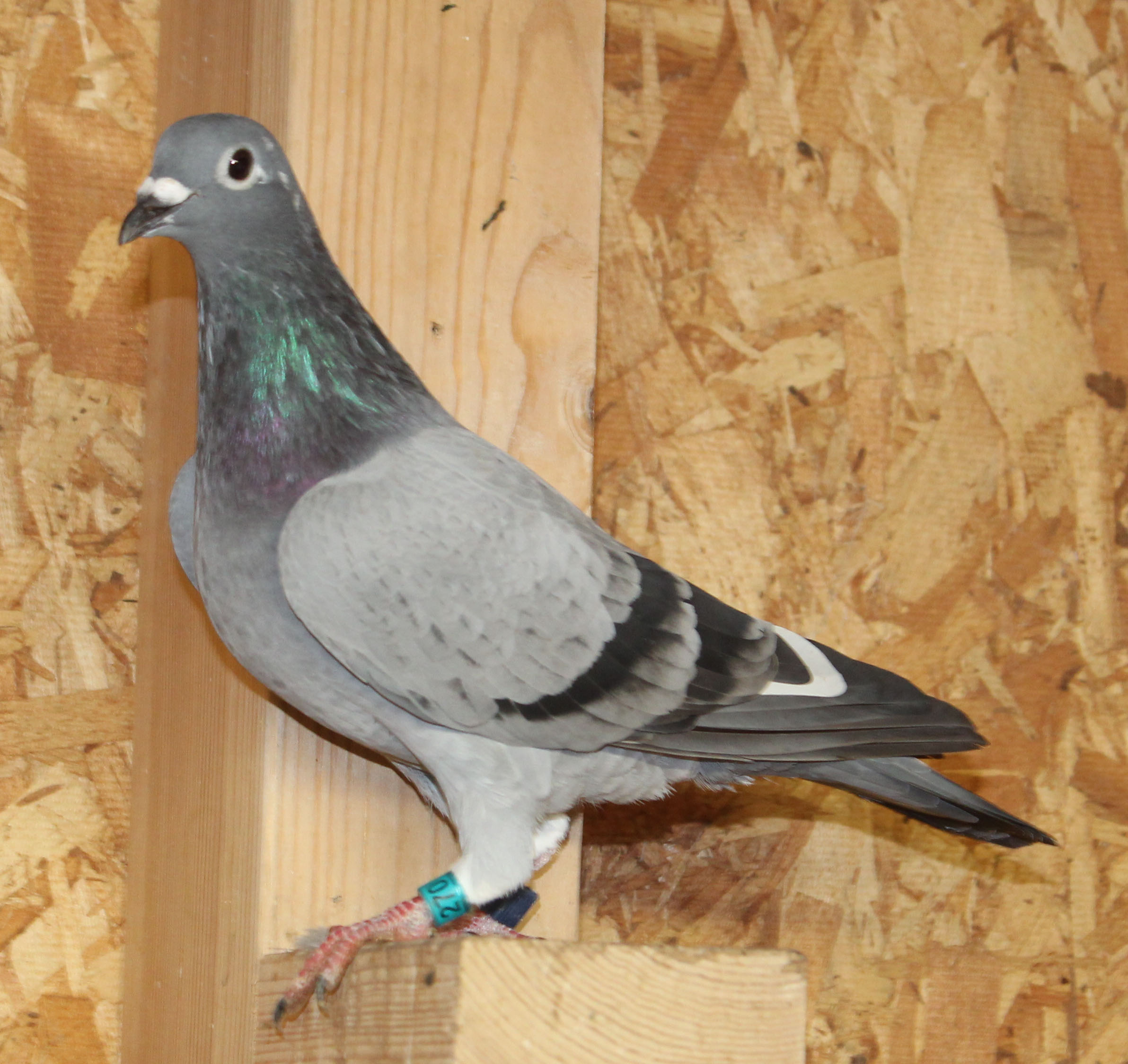 Sablon Kannibaal Sagan