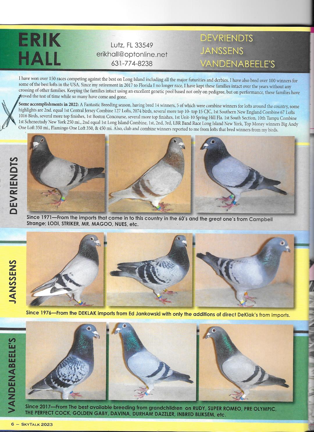 Racing Pigeon Auction