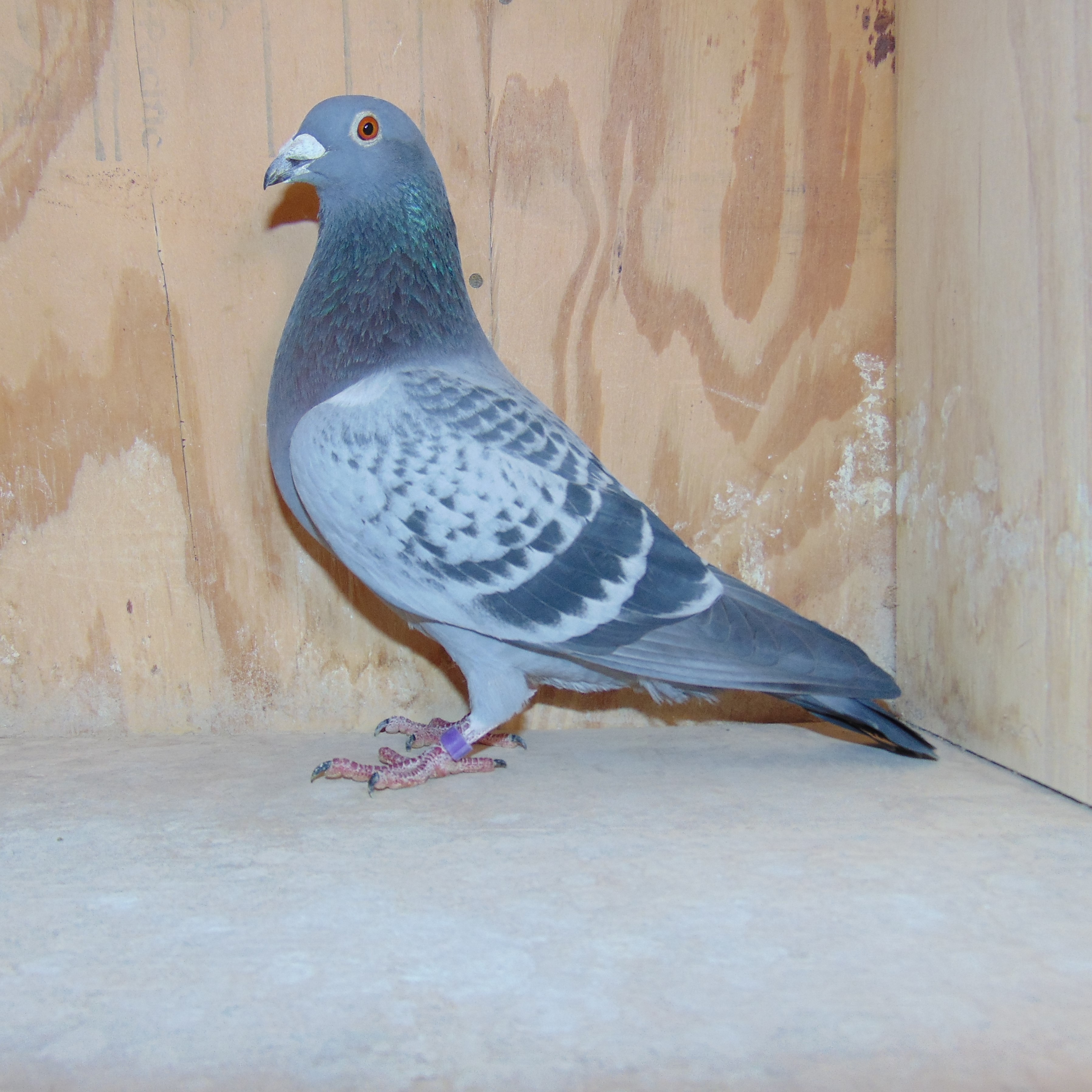 22 NL 8677492 Grandson New Harry 