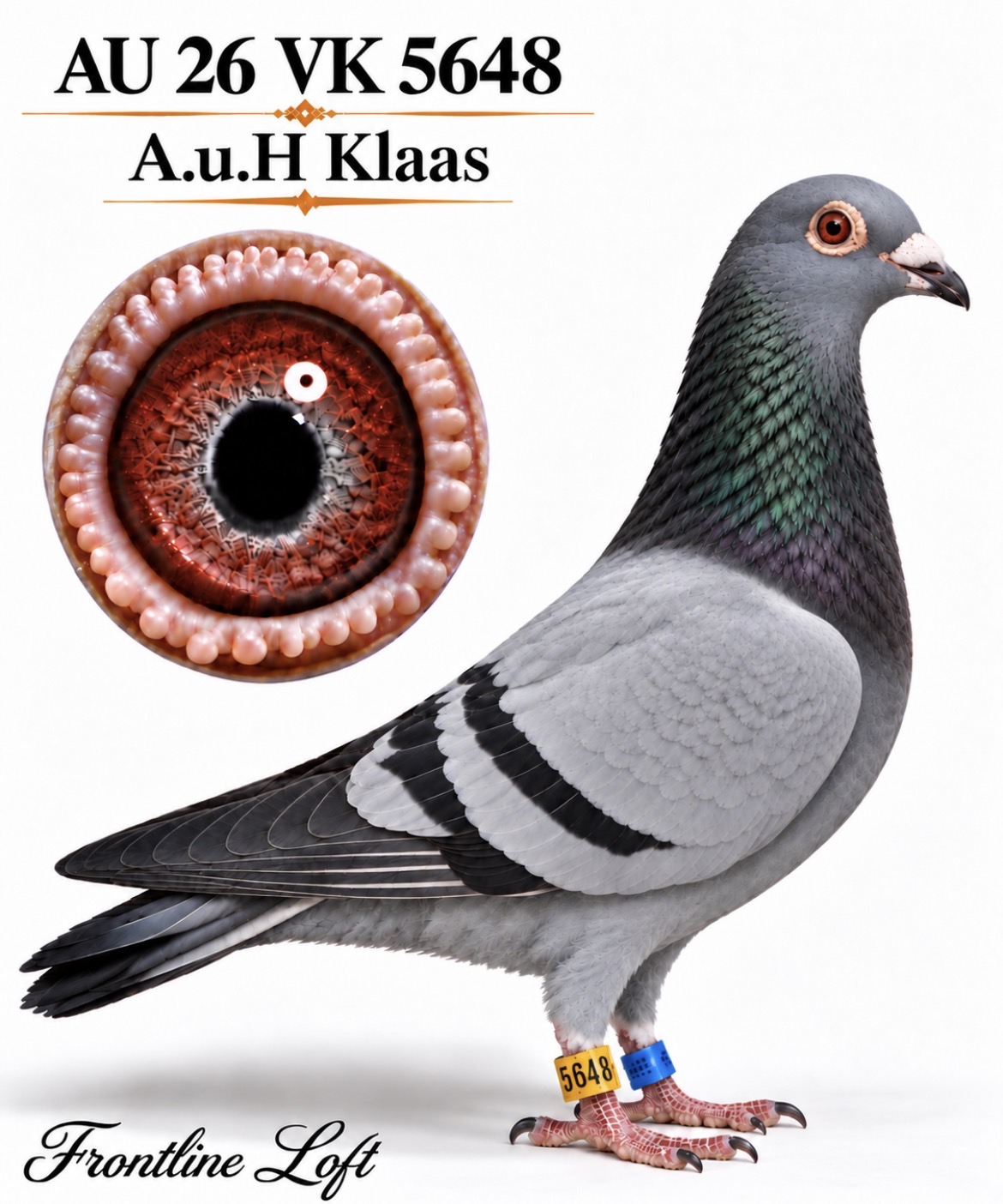 A.u.H Klaas 