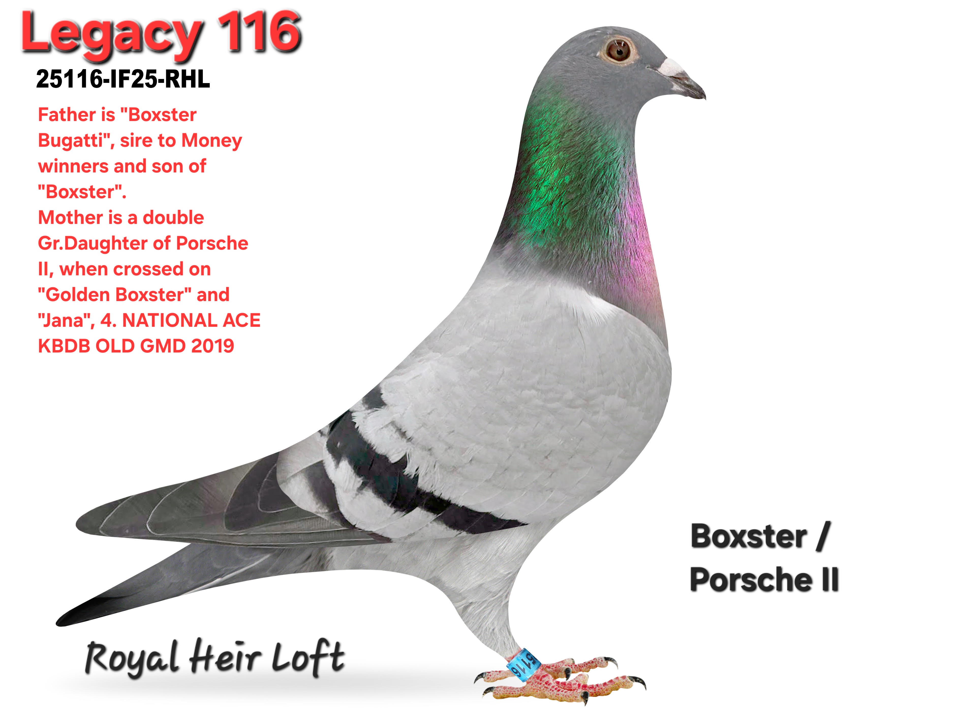 25116-IF25-RHL Blue Hen