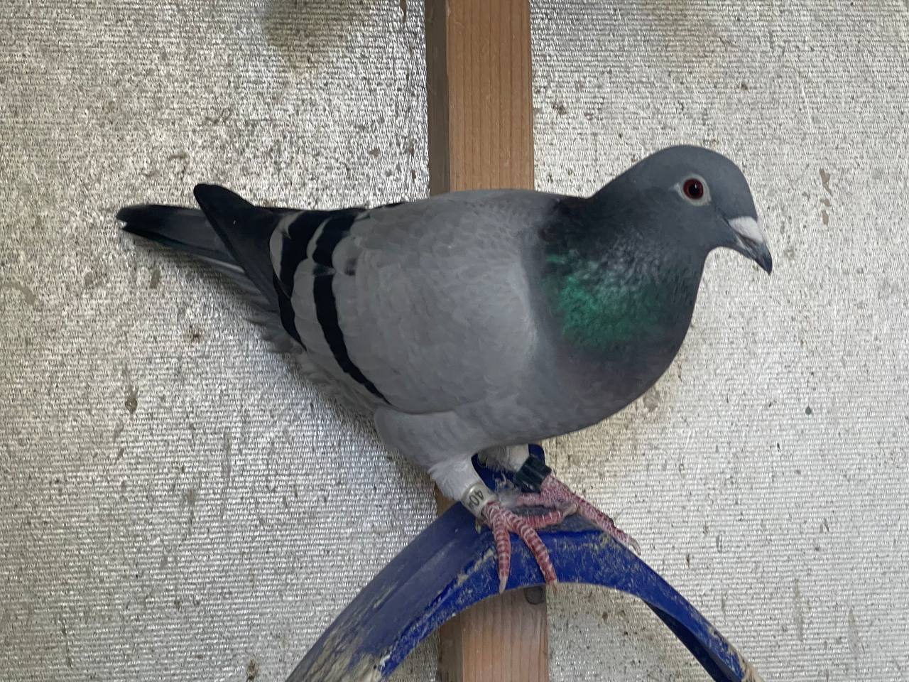 AU-JAX-22-404 BB Hen