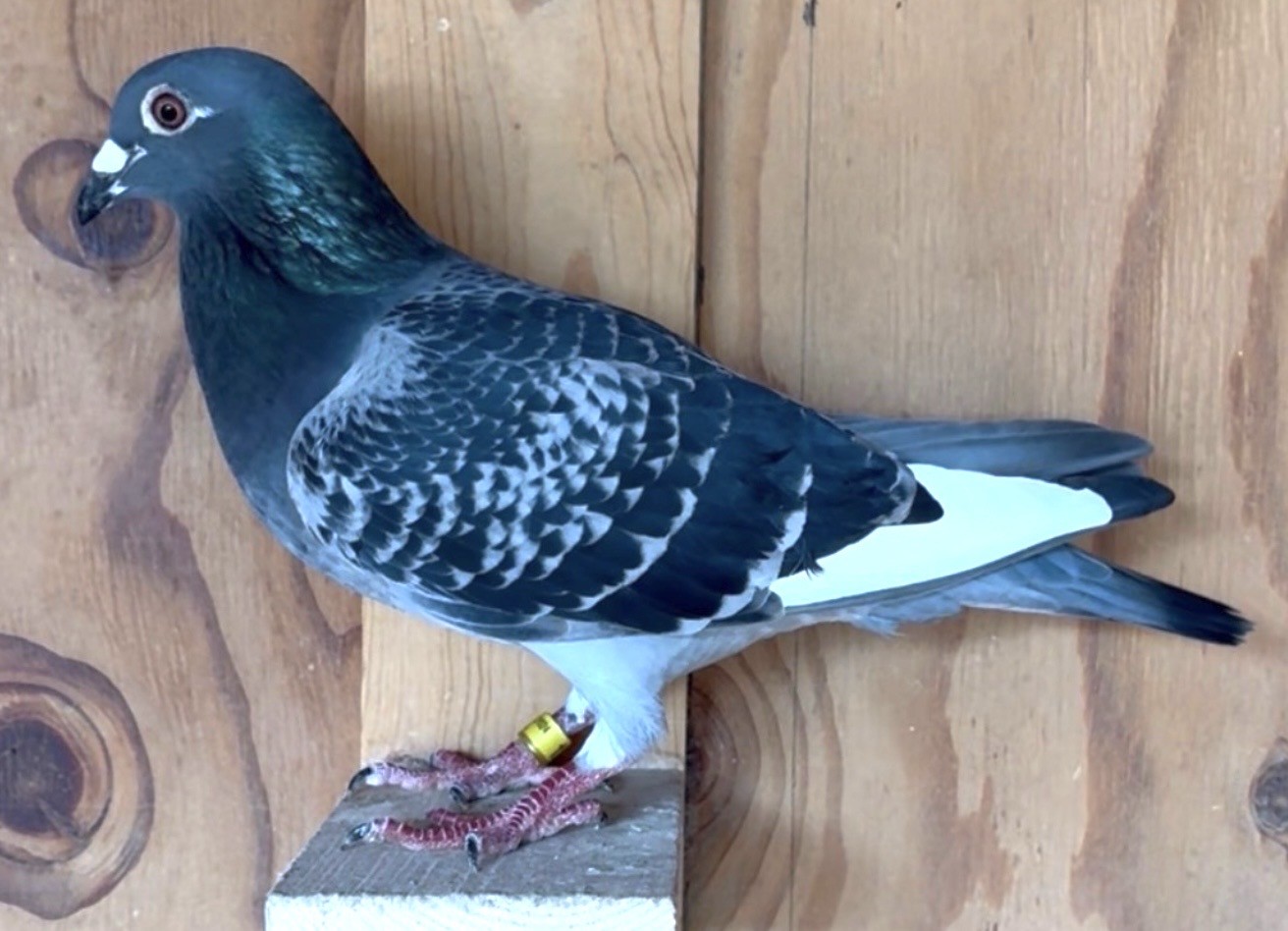 Granddaughter of Thomas 6/Night Angel