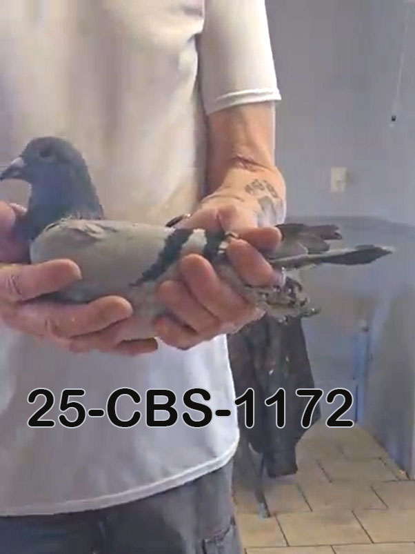 25-CBS-1172 Blue cock. 