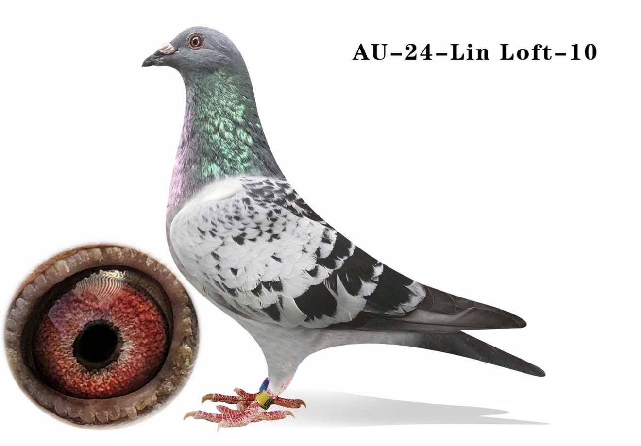 AU-24-Lin Loft-10