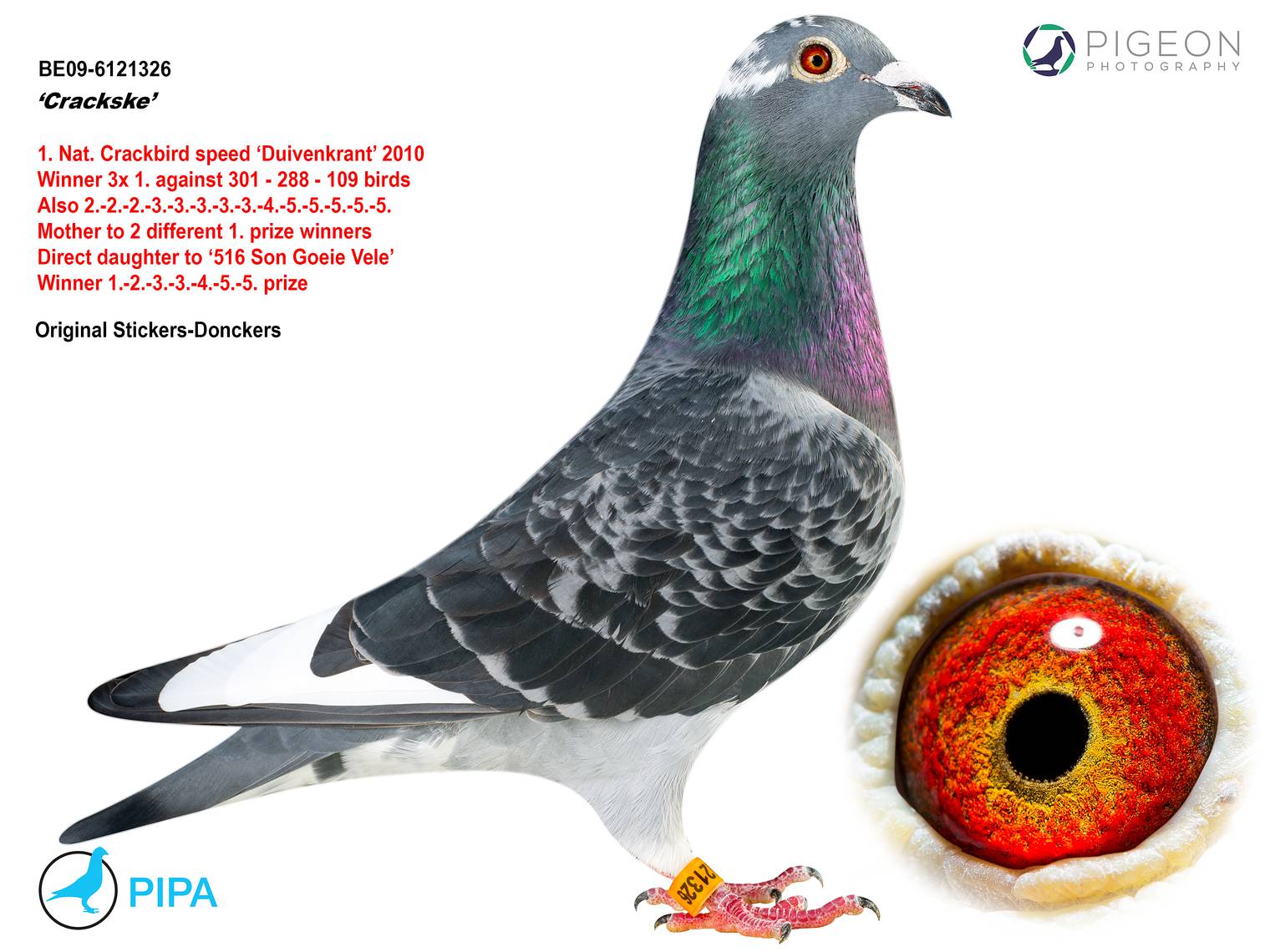 iPigeon.com - Racing Pigeon Auction