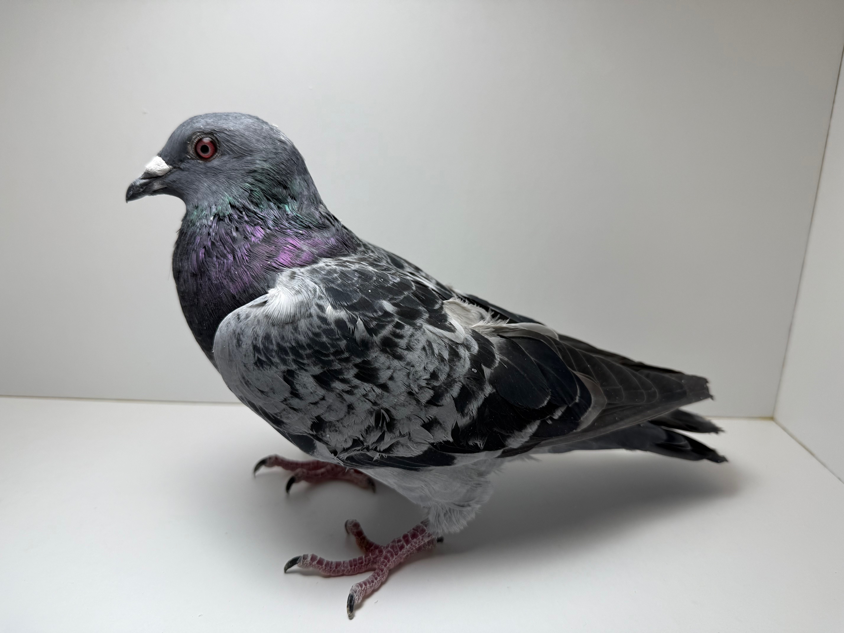 Wolverine, Florian, and Aarden2