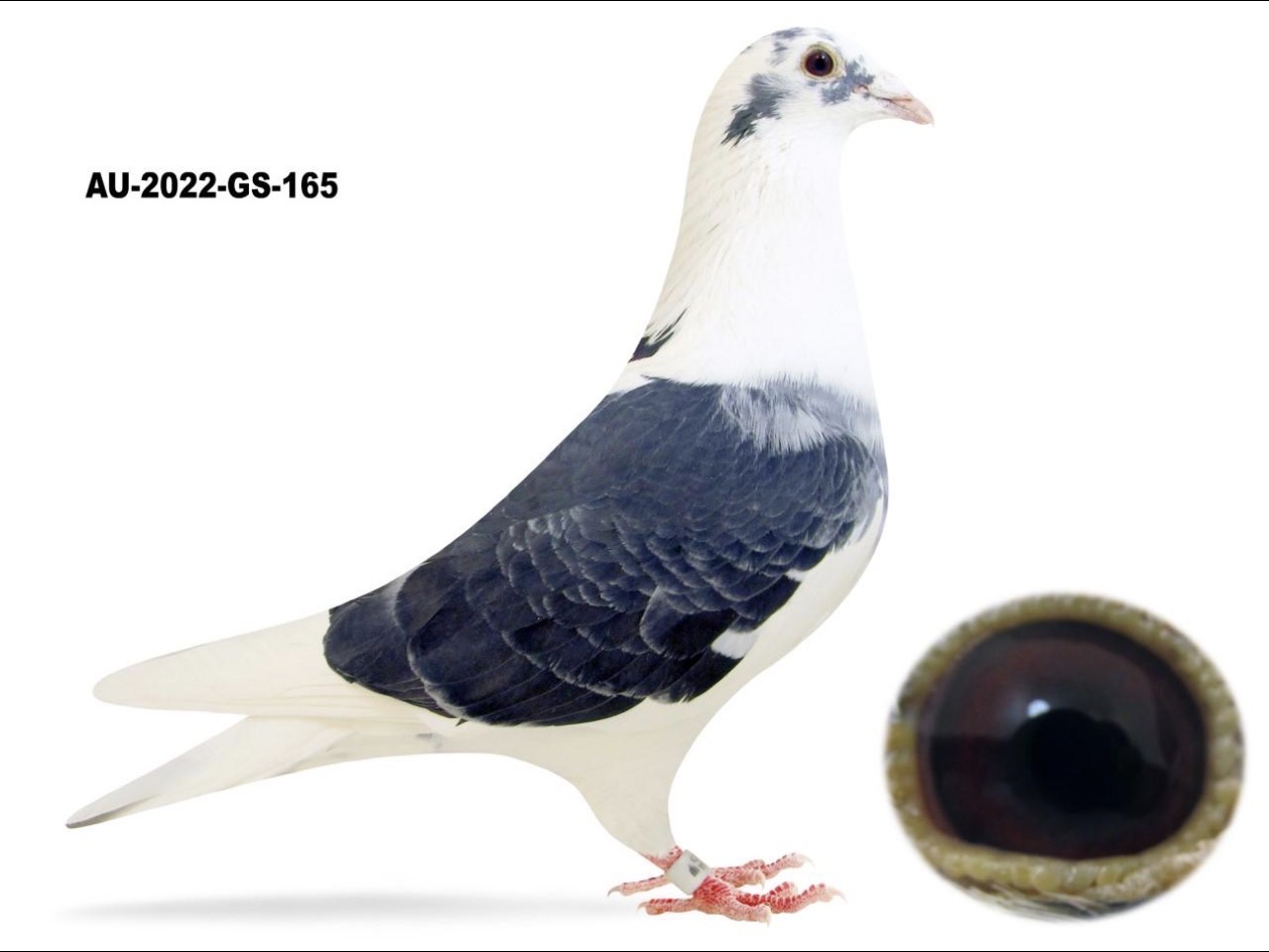 GS 22 165  DC cock Roziers Snowman 