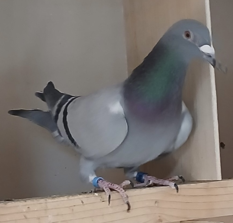 IF 2025 PFSC 50400 BLUE HEN