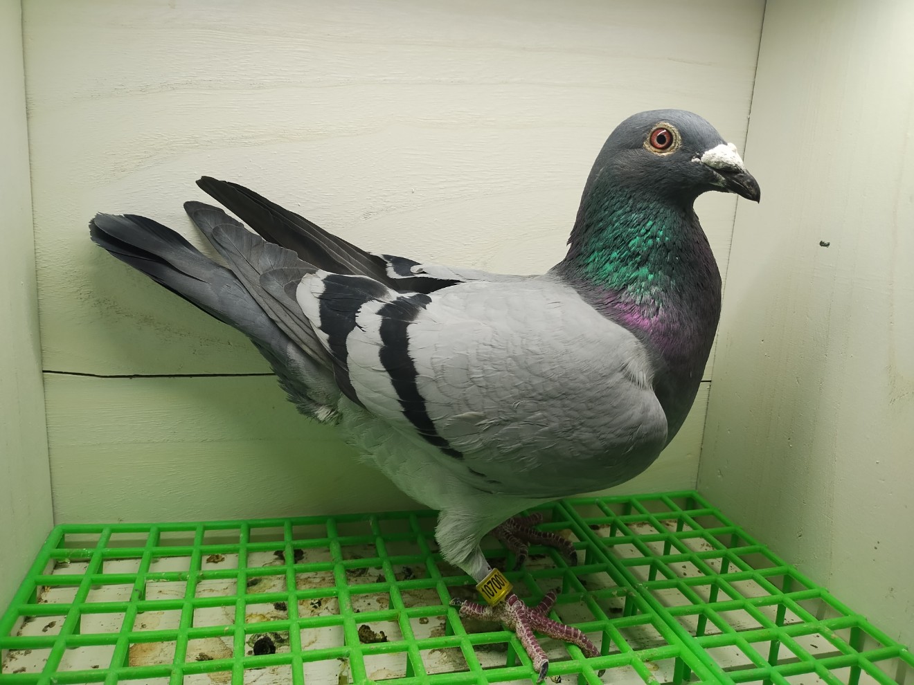 ILA Loft/ Wings Loft