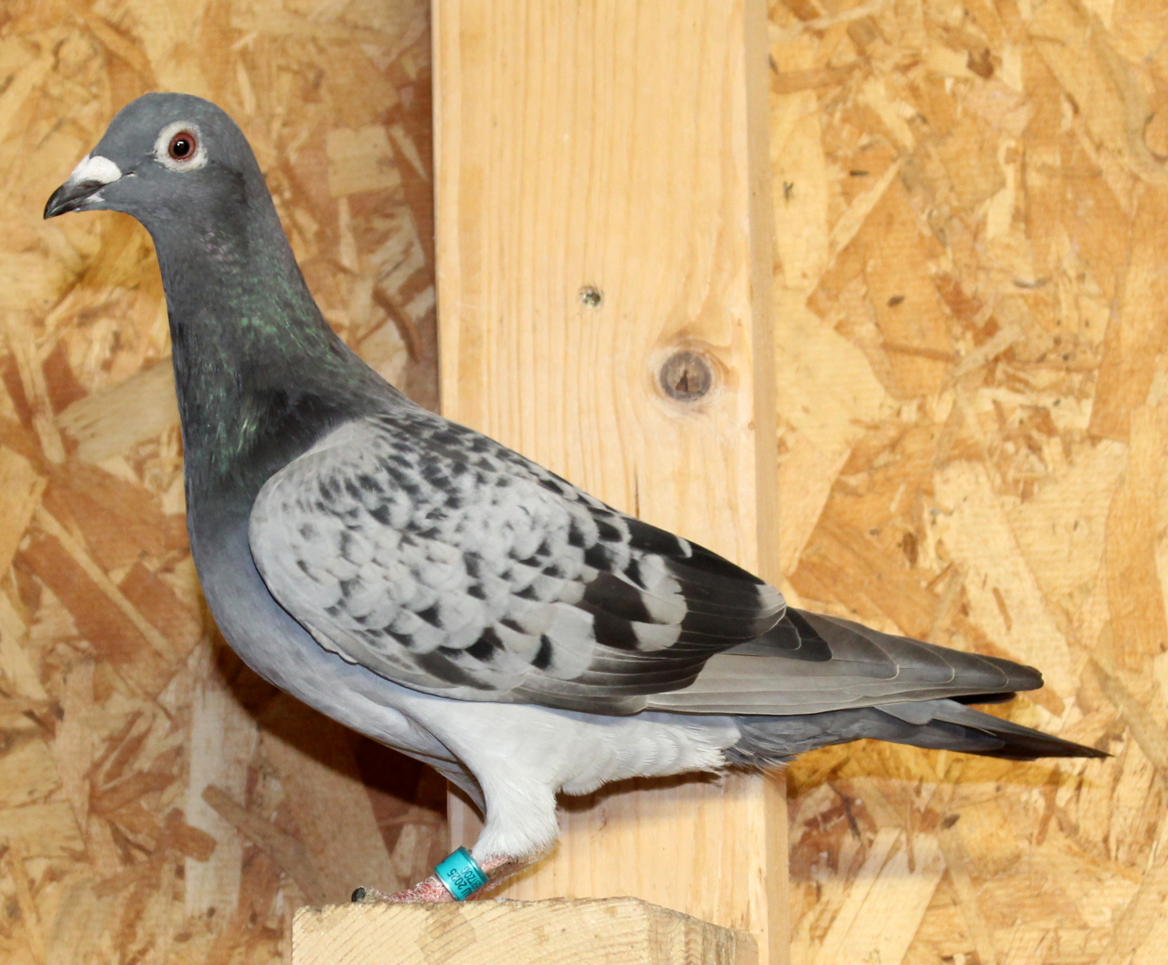 Heavy inbred Kannibaal