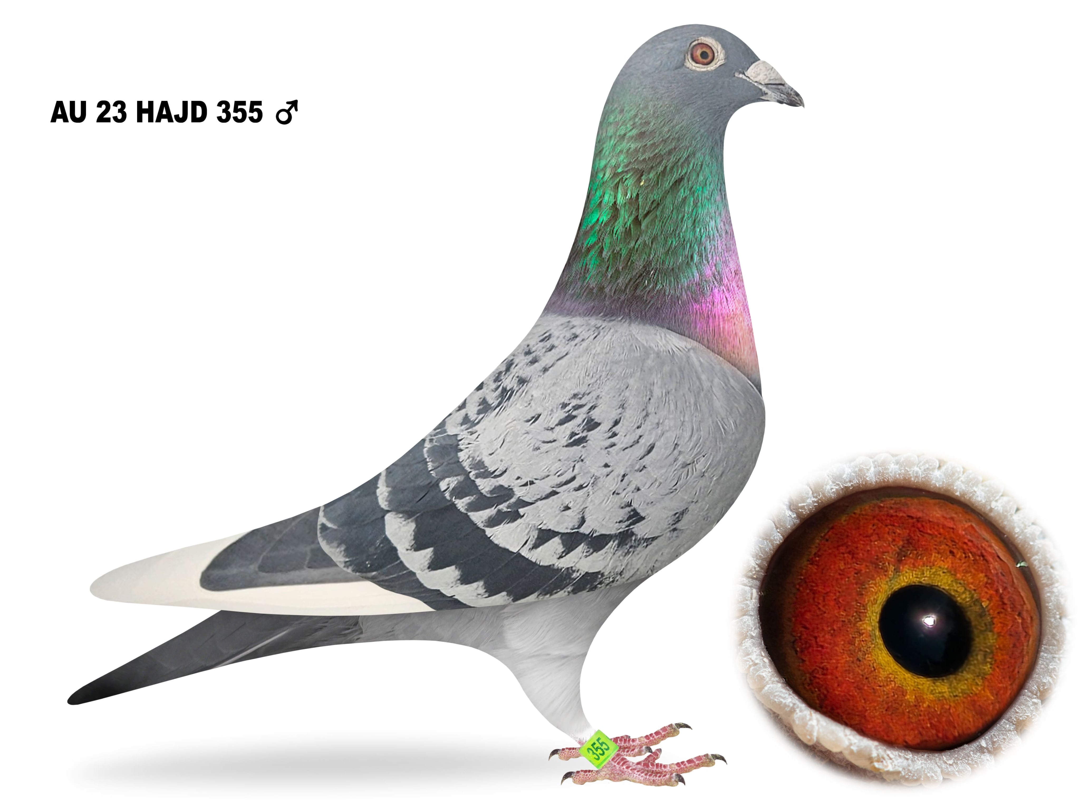 AU 23 HAJD 355