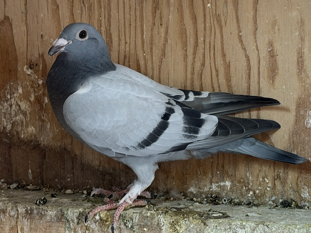 Preview Image 2