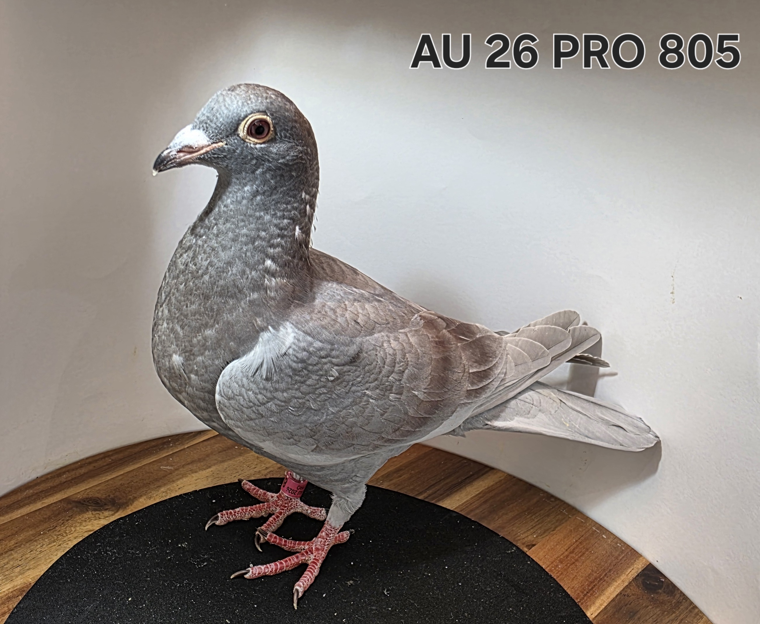 iPigeon.com - Racing Pigeon Auction