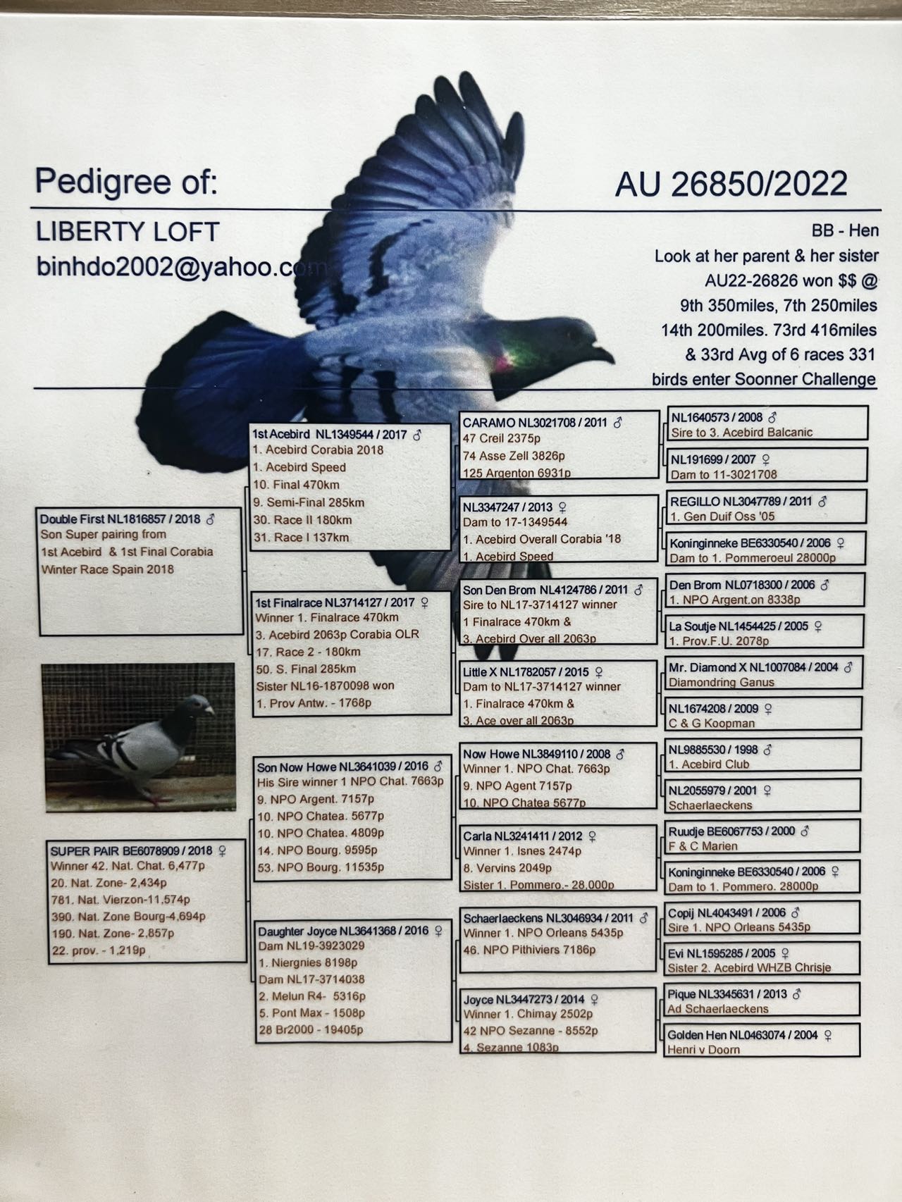 iPigeon.com - Racing Pigeon Auction