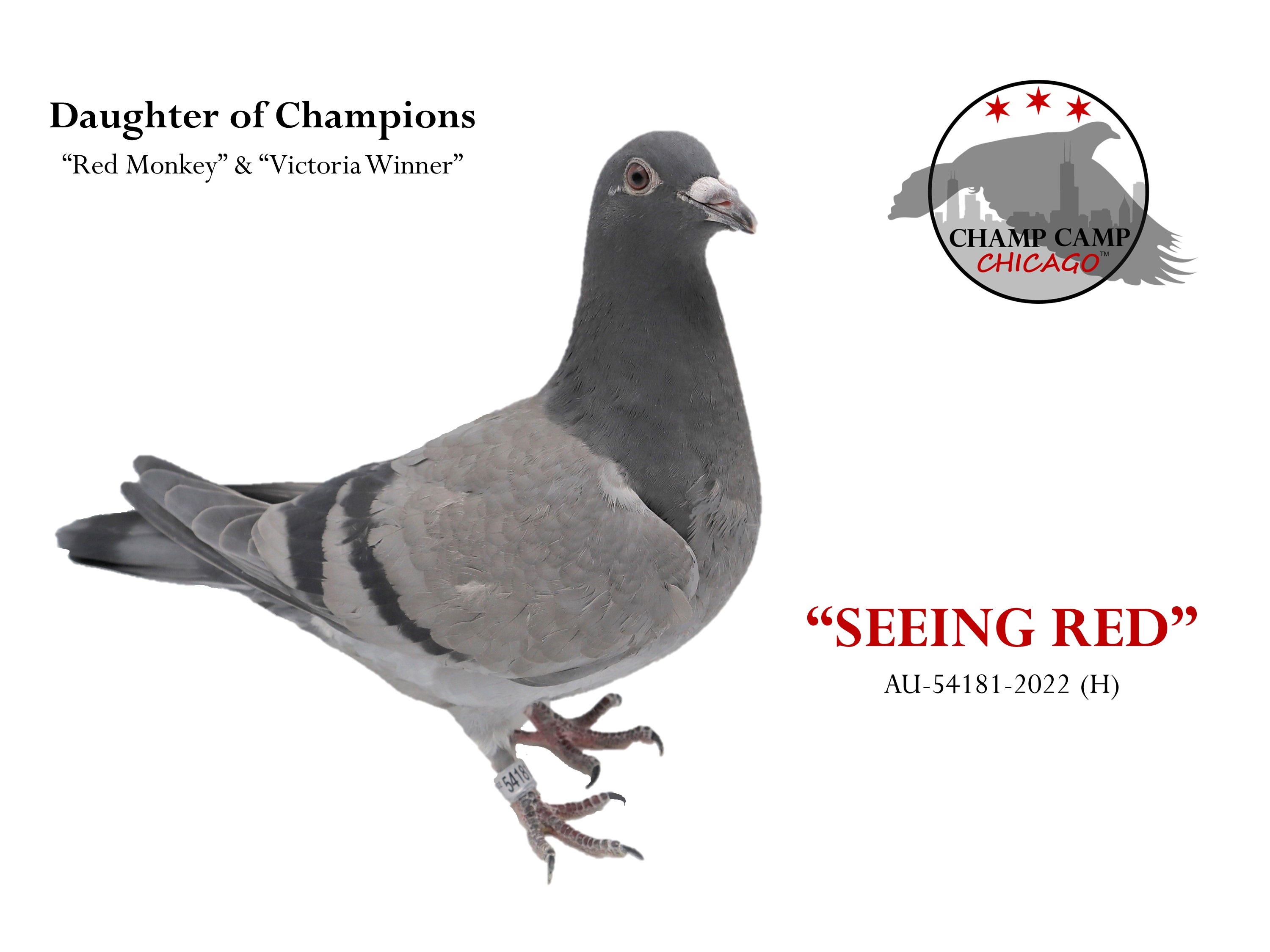 iPigeon.com - Racing Pigeon Auction