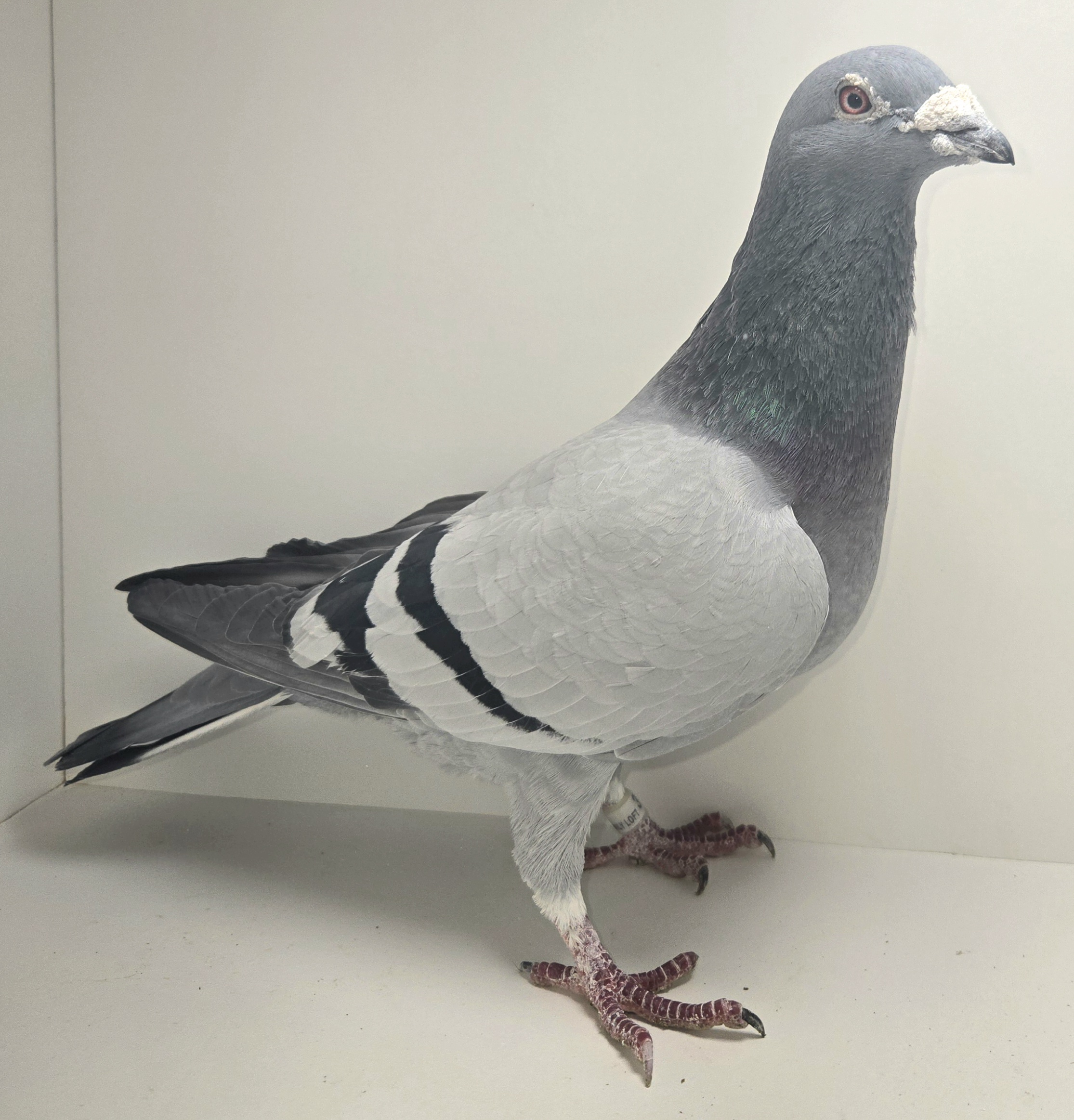 ADO-390-2017 BB Cock