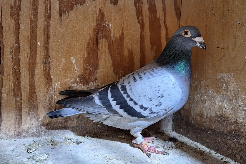 LT BC HEN NL15-1683859 Inbred to the legendary "SILVER SHADOW" EIJERKAMP Van Loon