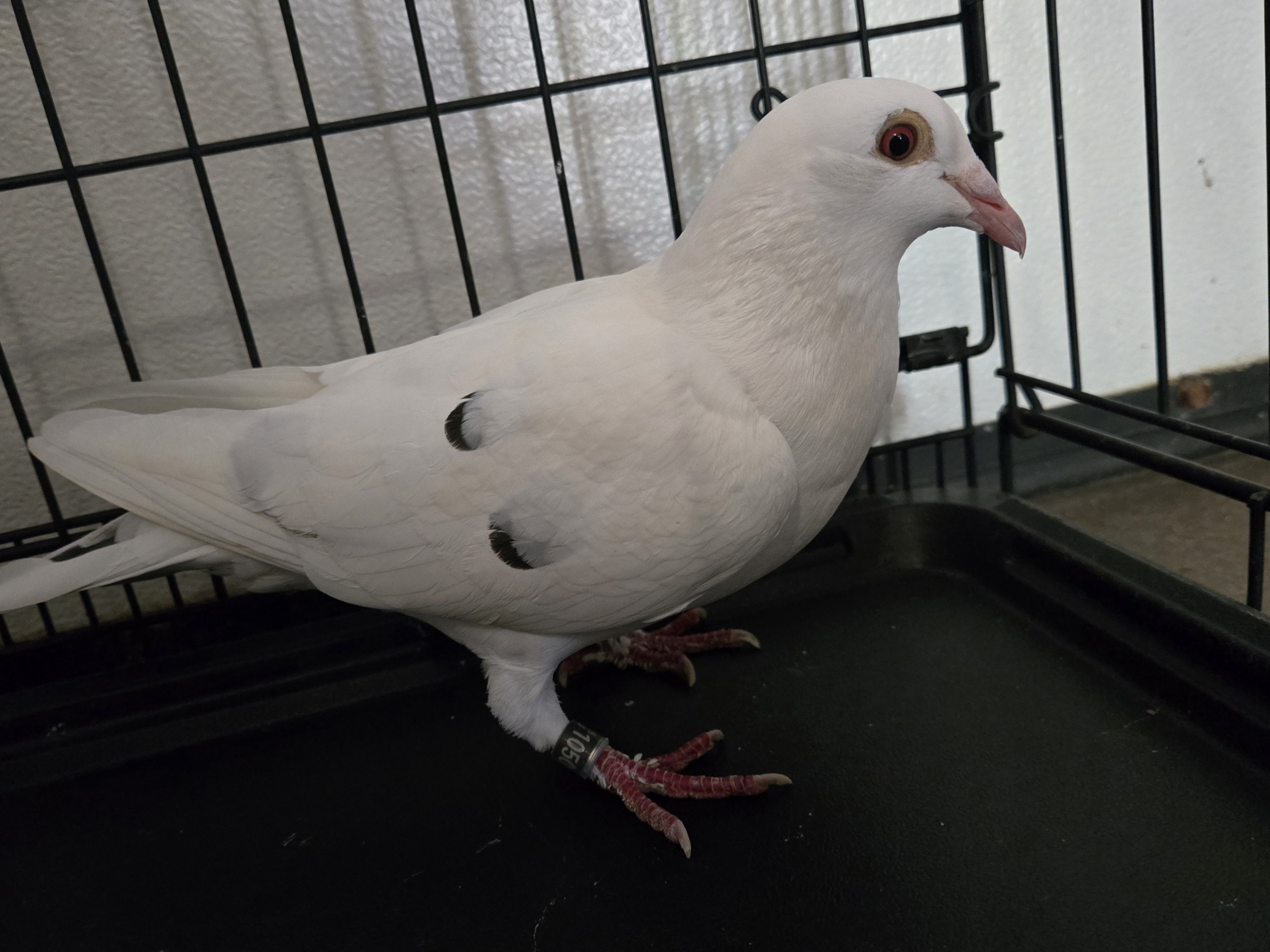 Hen white gryzel