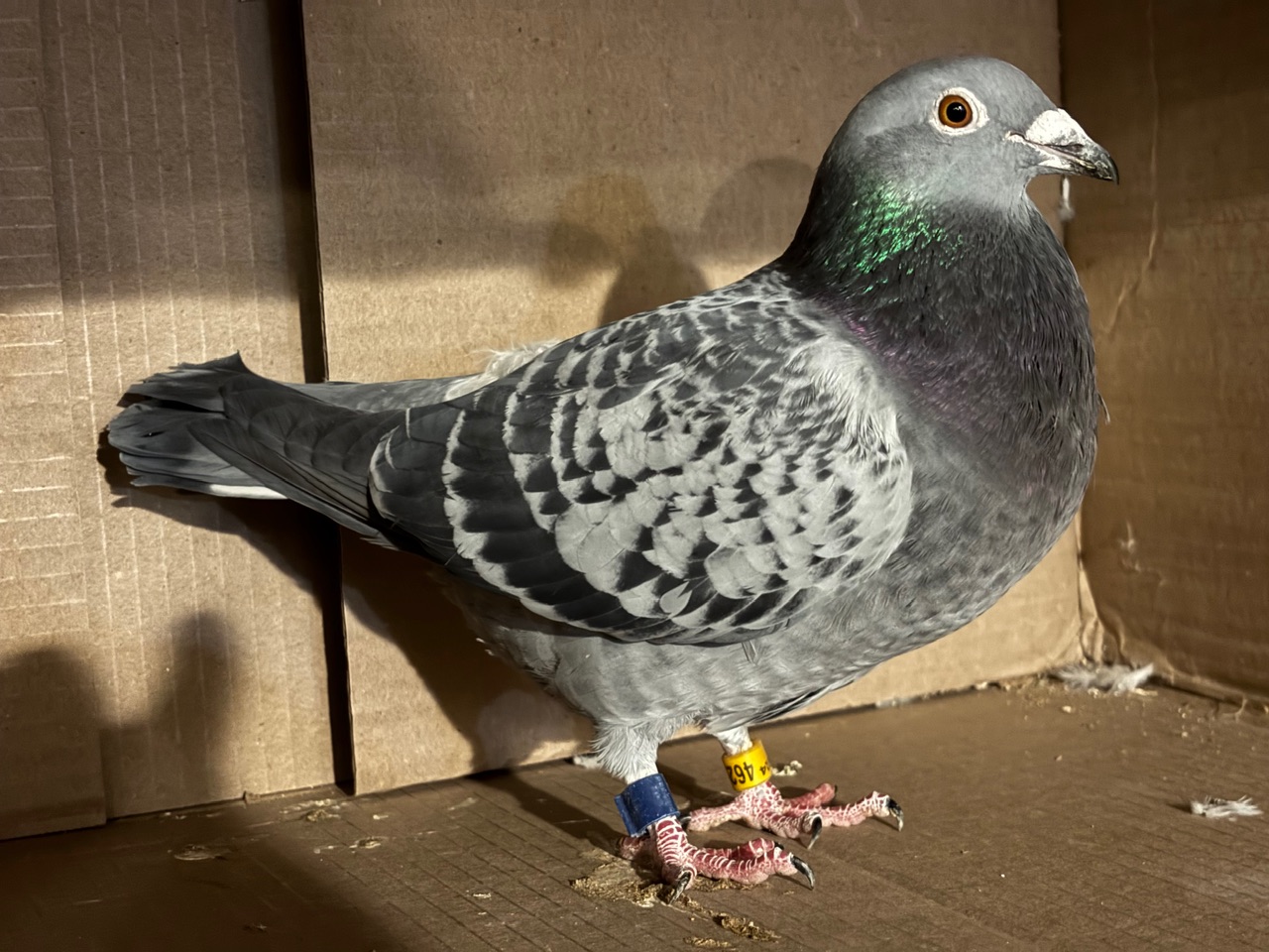 Super long distance Jelle Jellema 