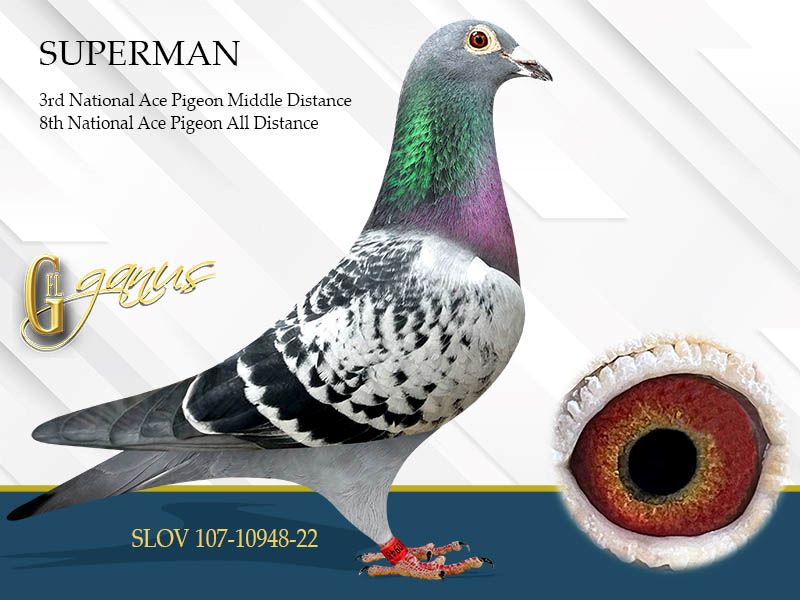 GFL 284-2025 Check Splash Hen