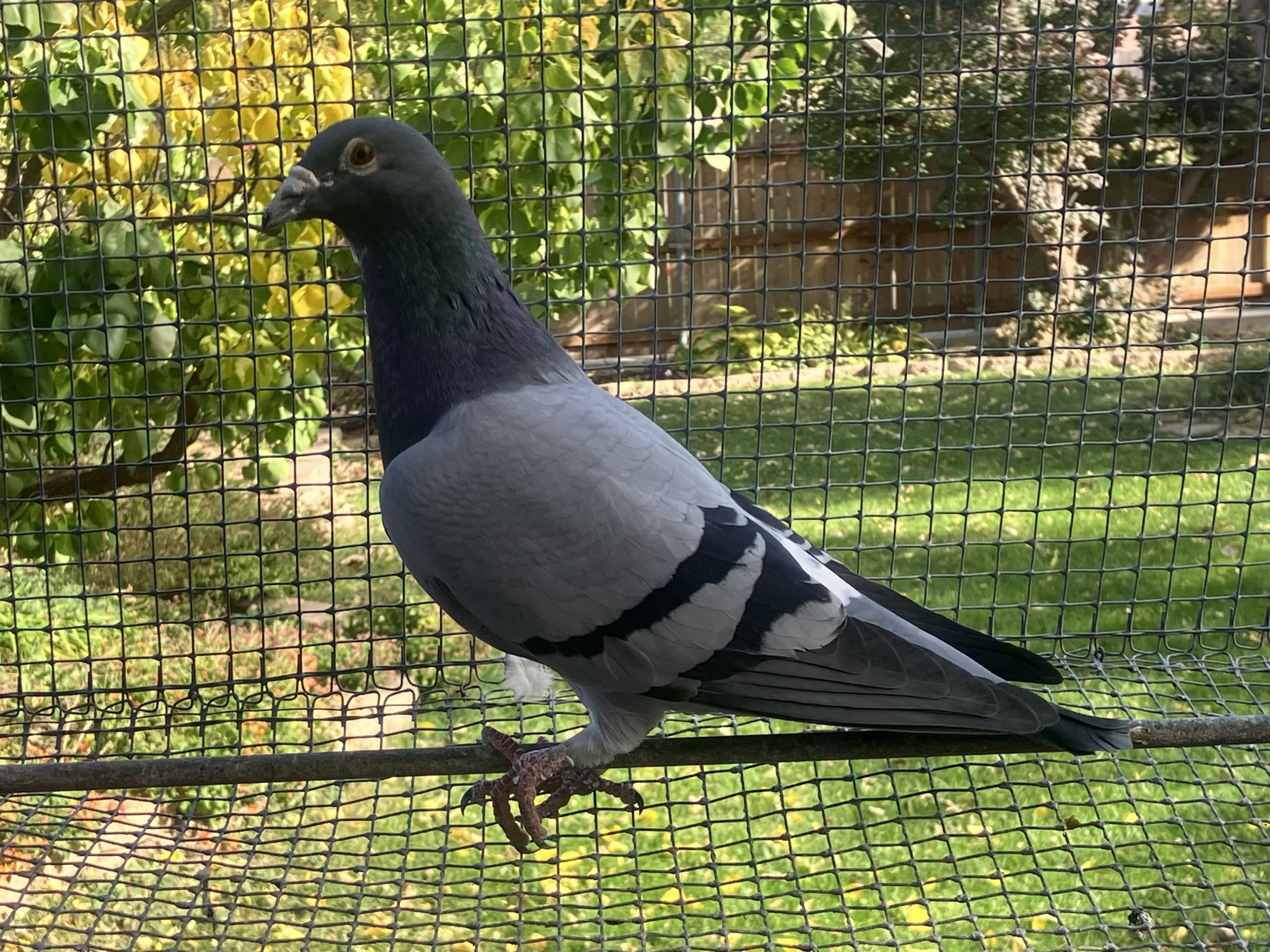 19536 AU 2022 BB COCK