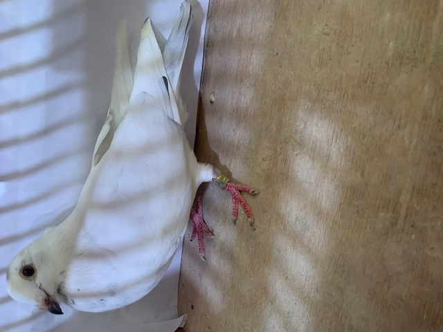 AU 2024 APRU 89505 Grizzle Cock