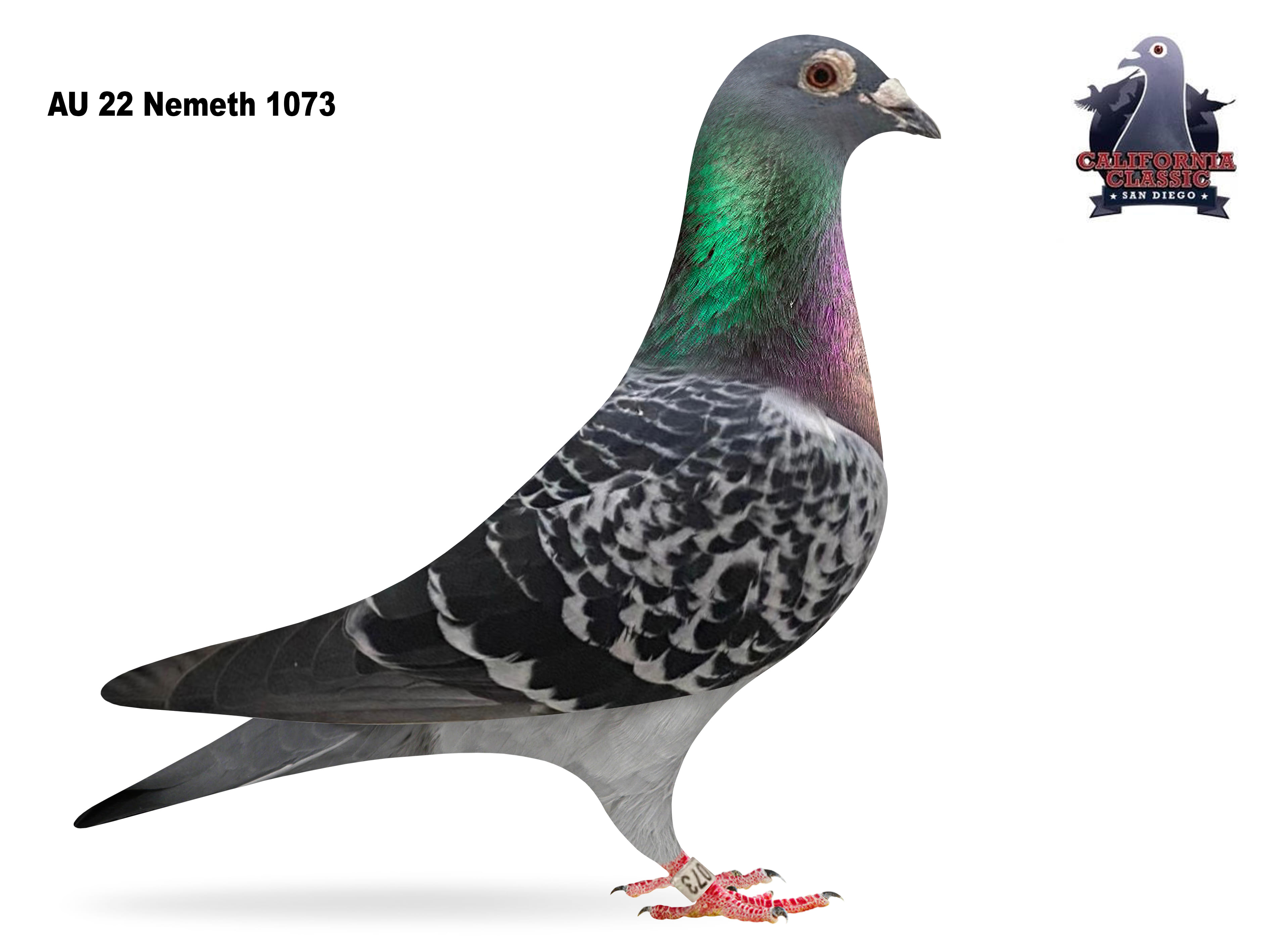 Lot 38. 2022 Nemeth 1073 Hen 