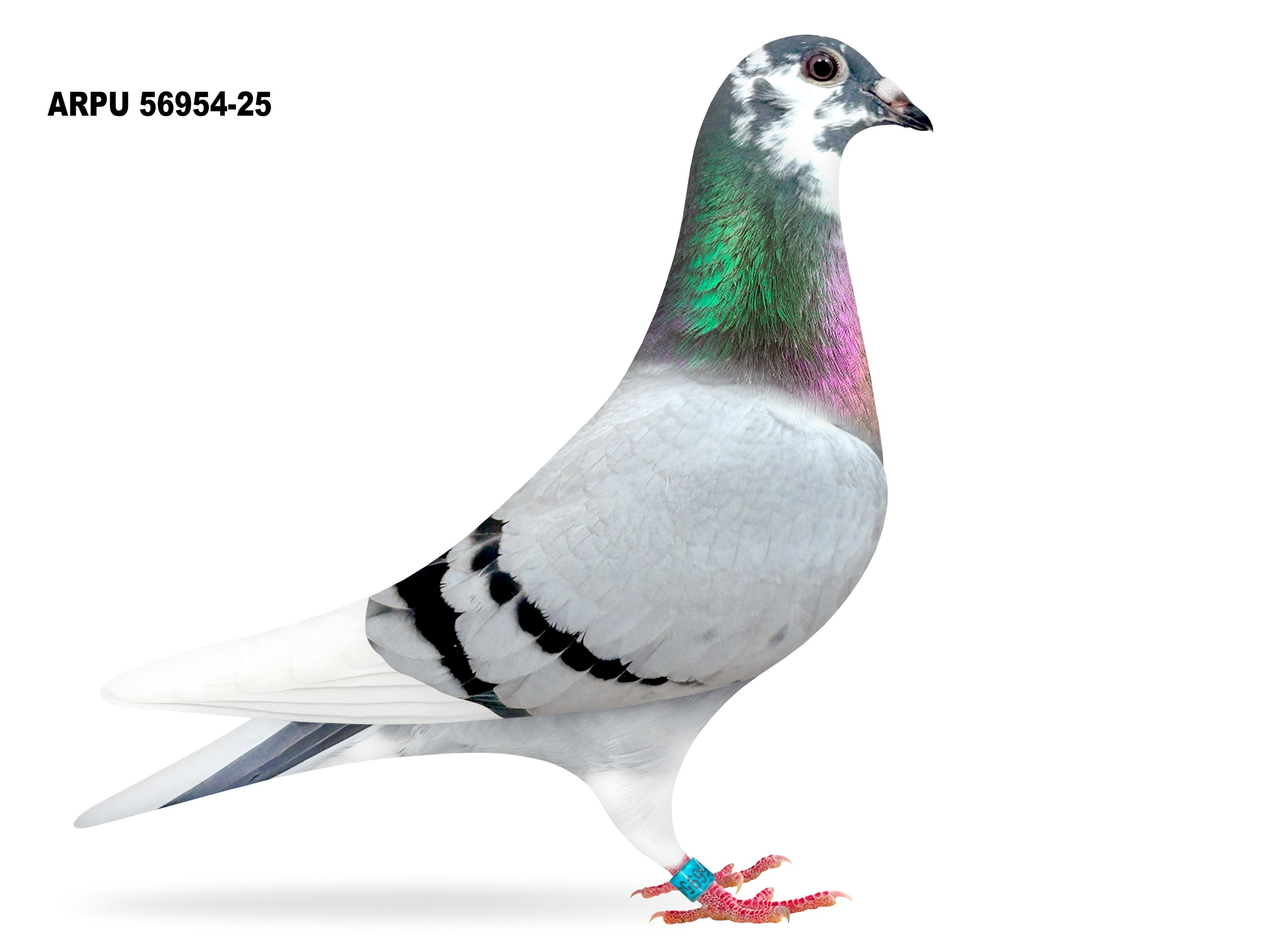 ARPU 56954-25 BBSPL COCK (2nd OFFERED)