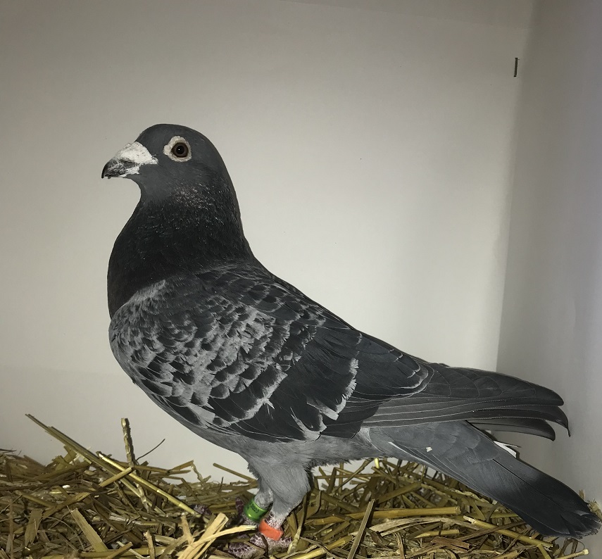 AU 21 SHA 4860 BC COCK
