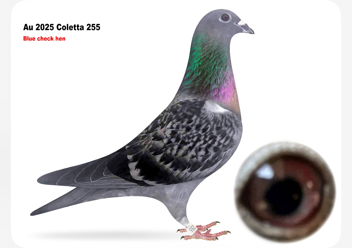 AU 2025 COLETTA 255