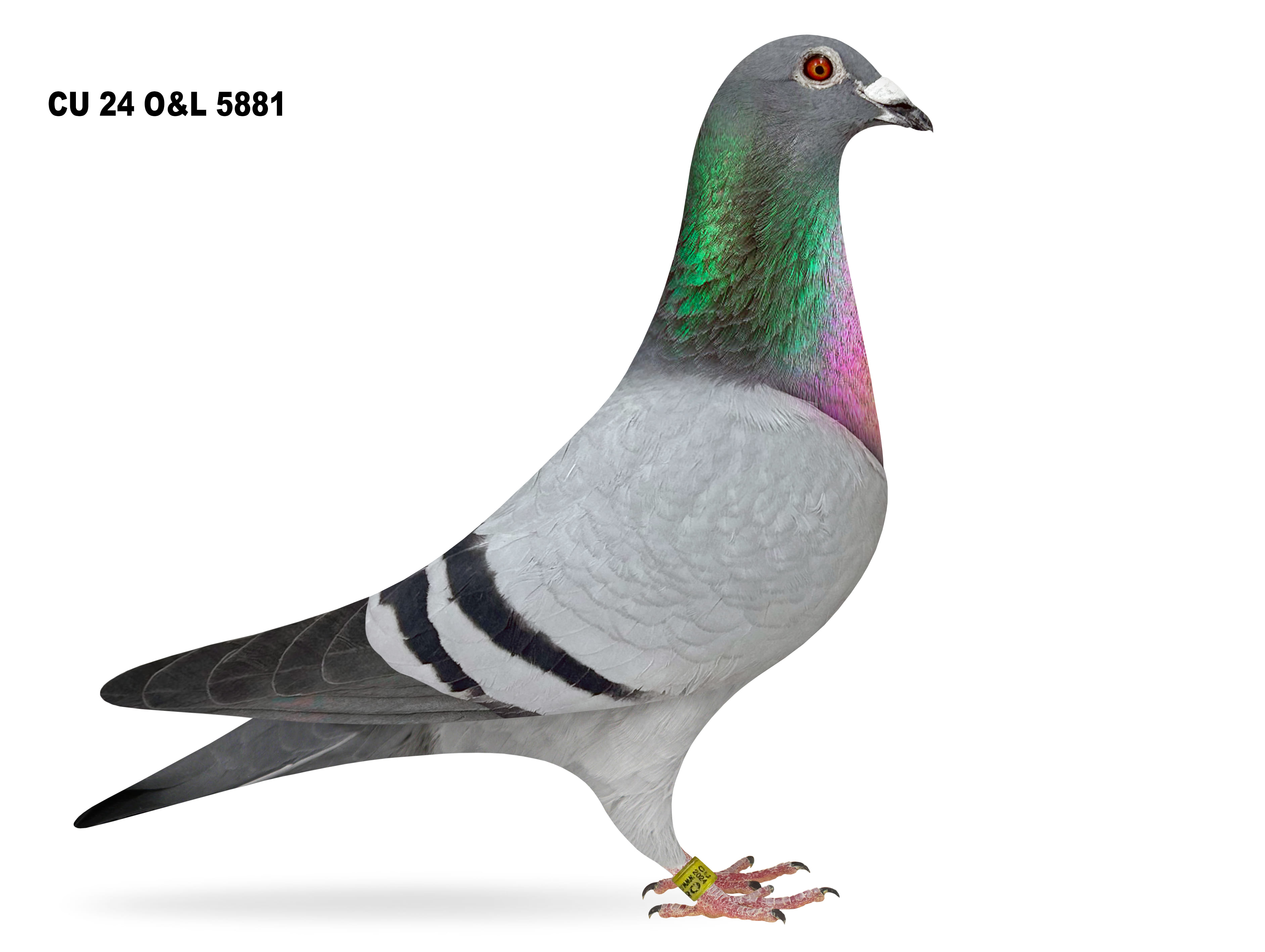 Lot 12 – CU 24 O&L 5881 BB Cock