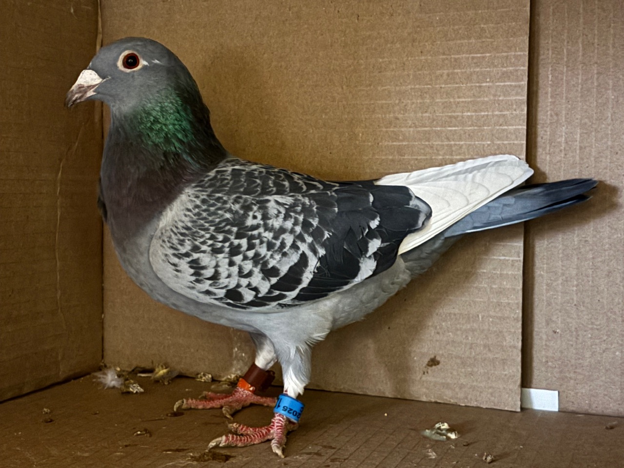 House of Aarden Blood line