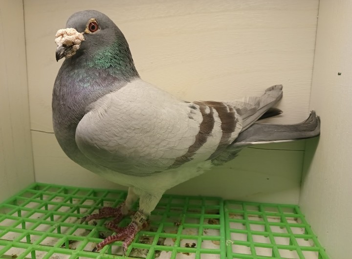 Indigo cock