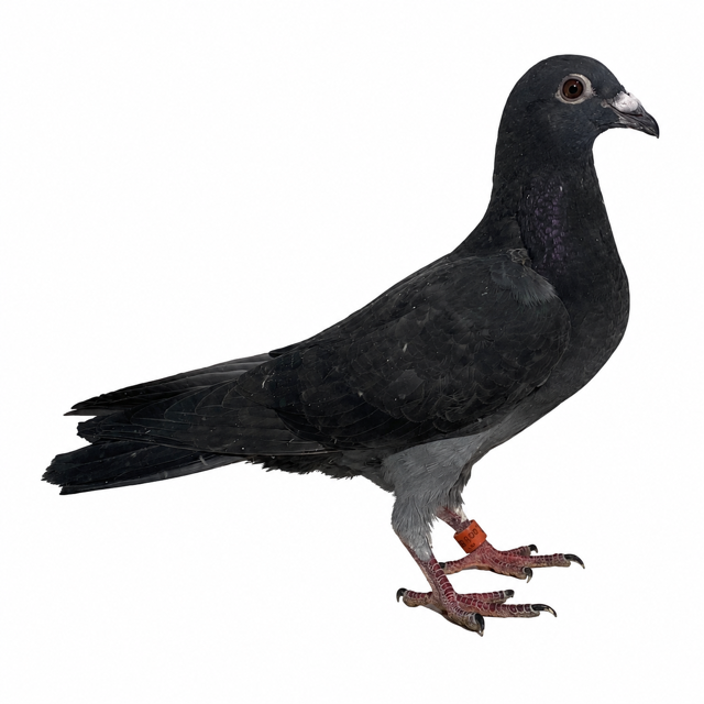 black Van Reet 372