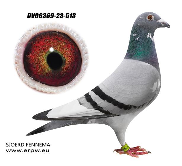 DV-06369-23-51 BBSP Hen