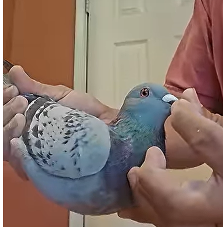 AU25 Irish Syndicate 519 BC H