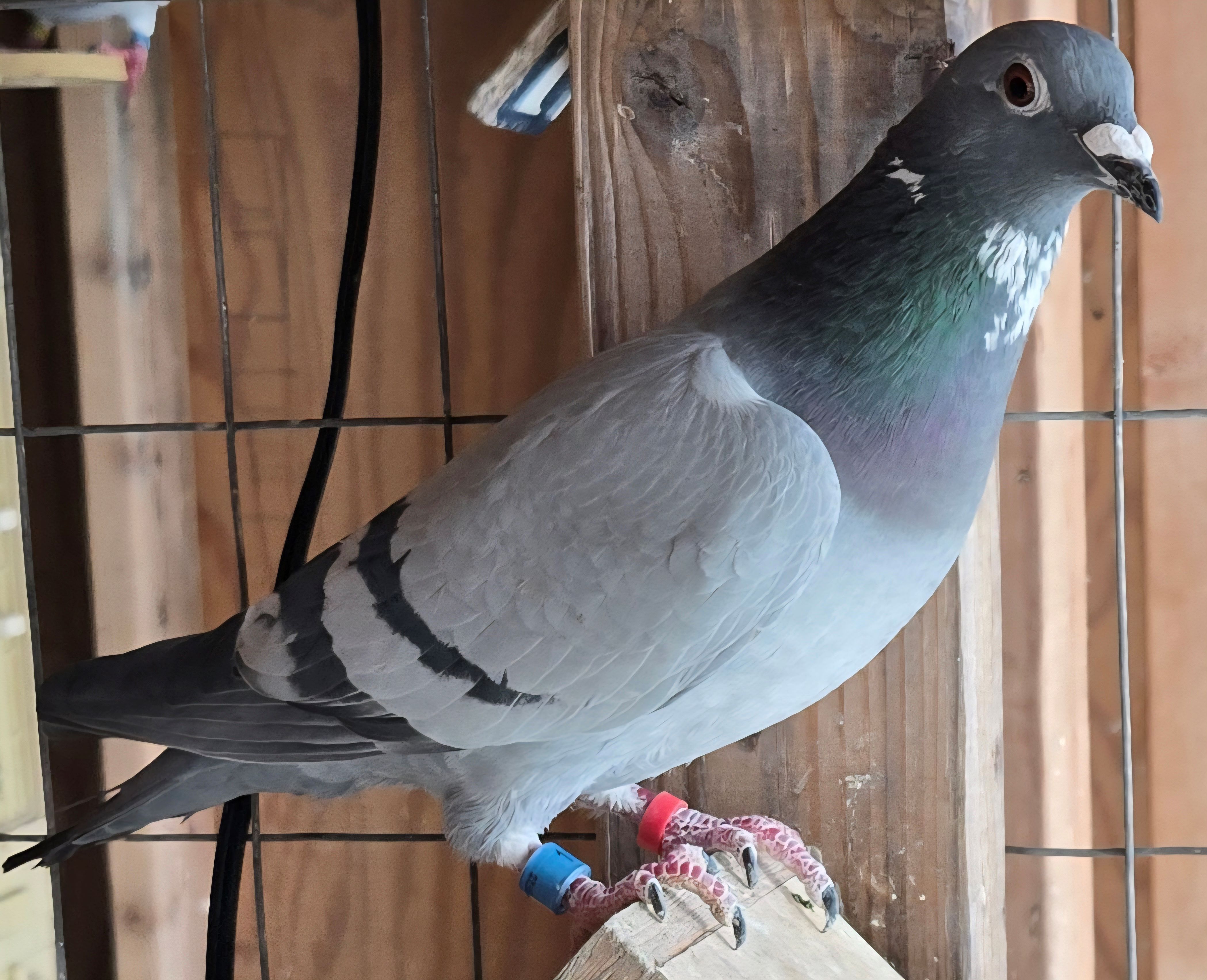 IF-25-118 BB Splash Hen