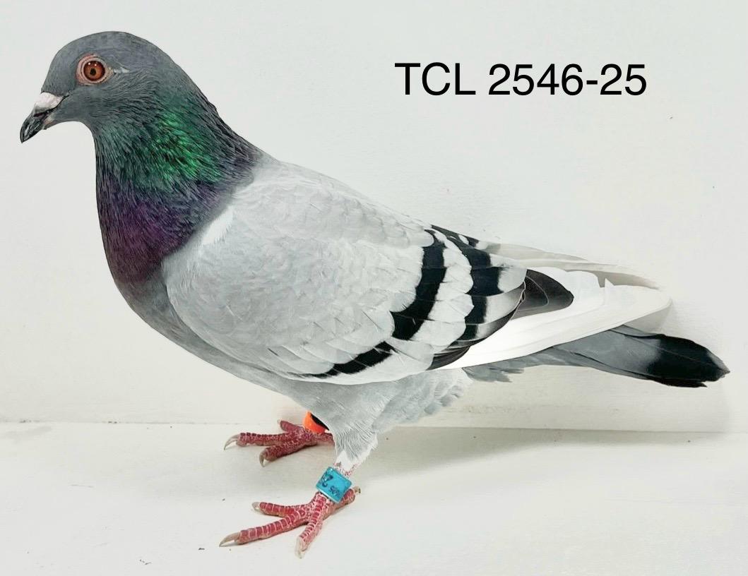 TCL 2546-25 Blue W/F Hen
