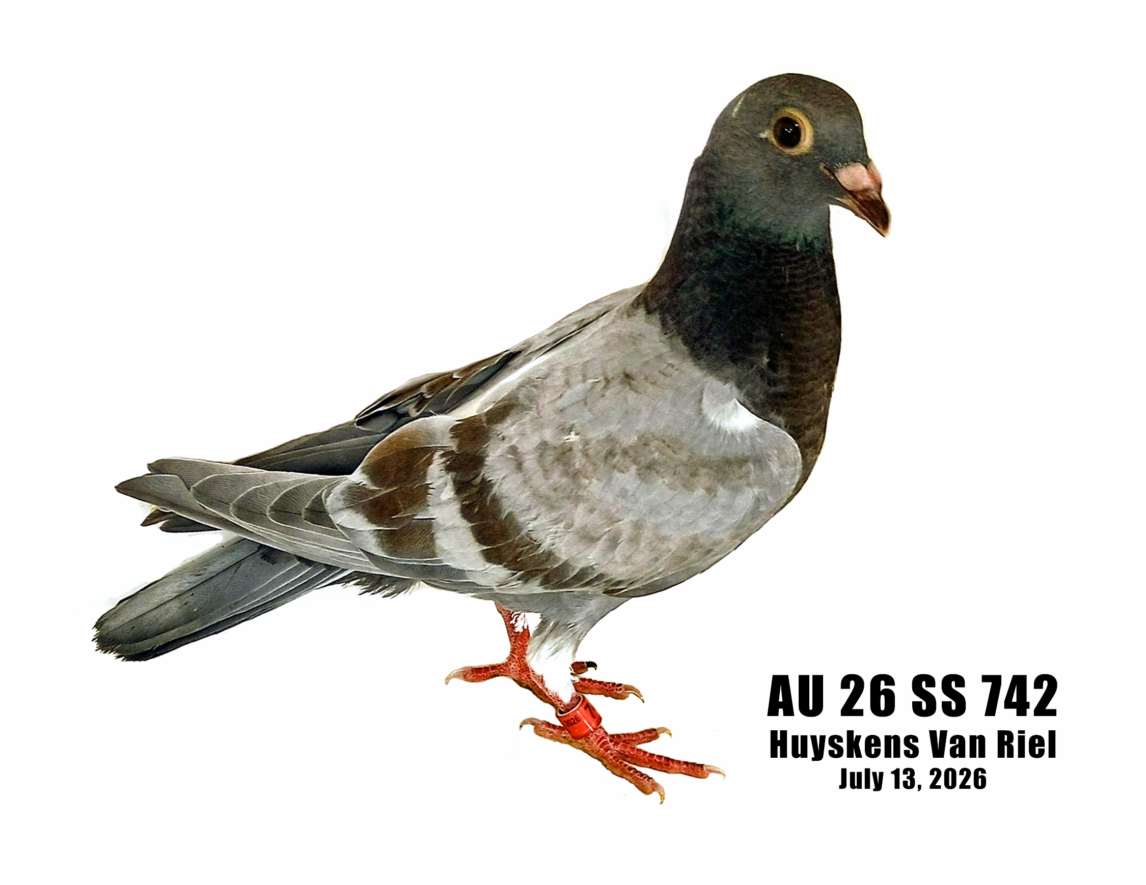 AU 26 SS 742 HUYSKENS VAN RIEL