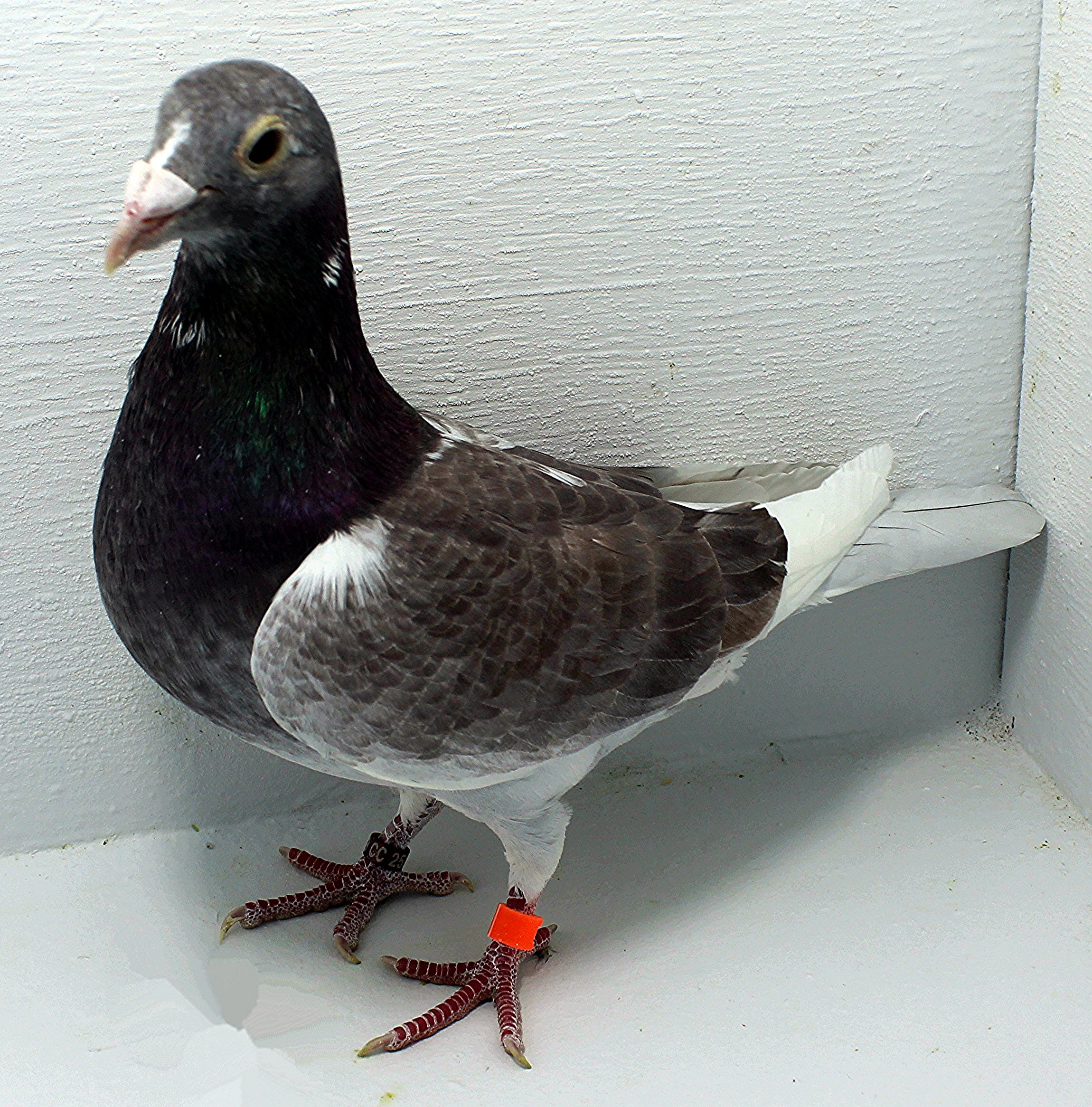 2523 NPA 2025 Pure Paul Sion