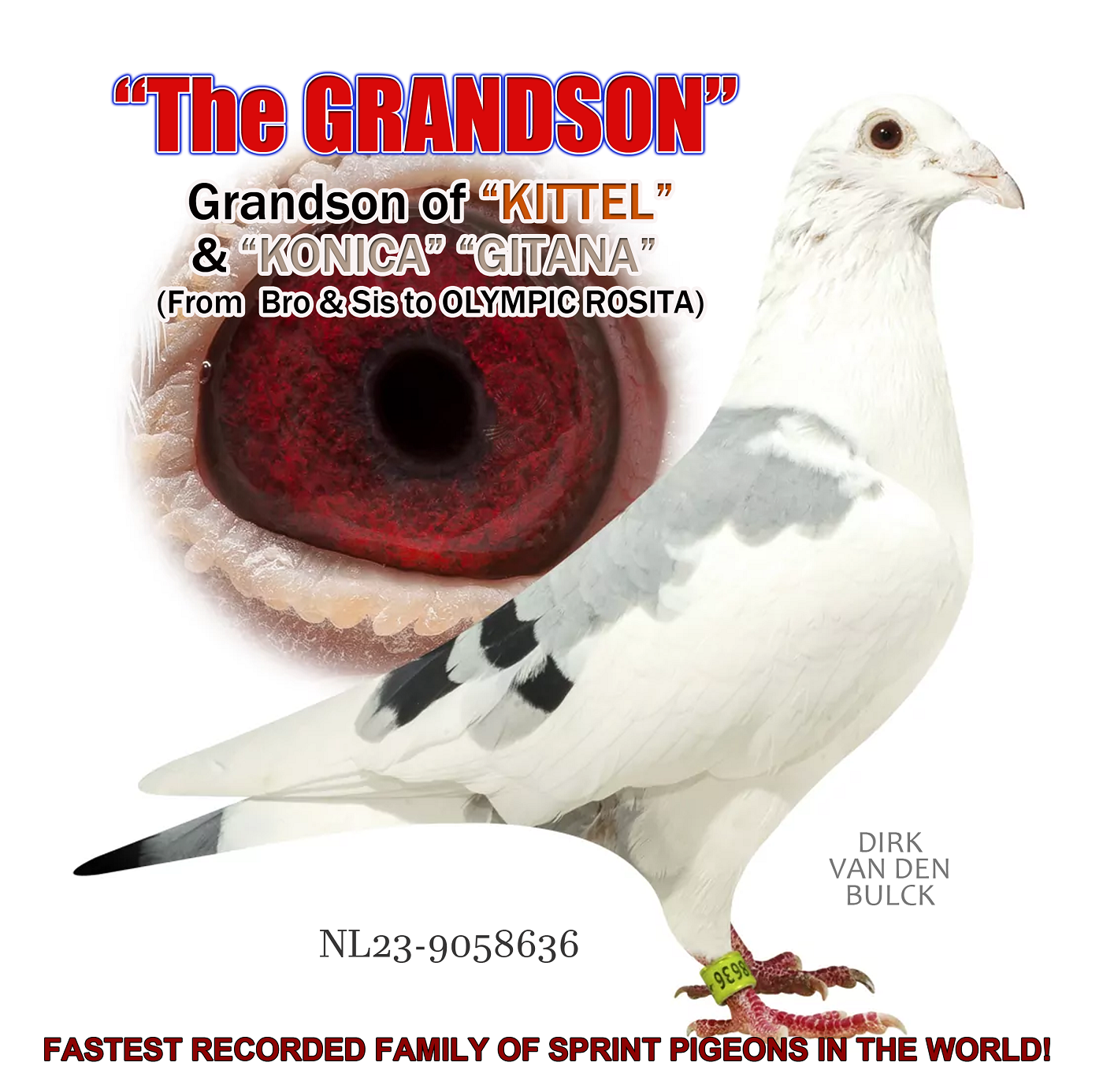BEST VAN DEN BULCK SPRINT FAMILY IN AMERICA