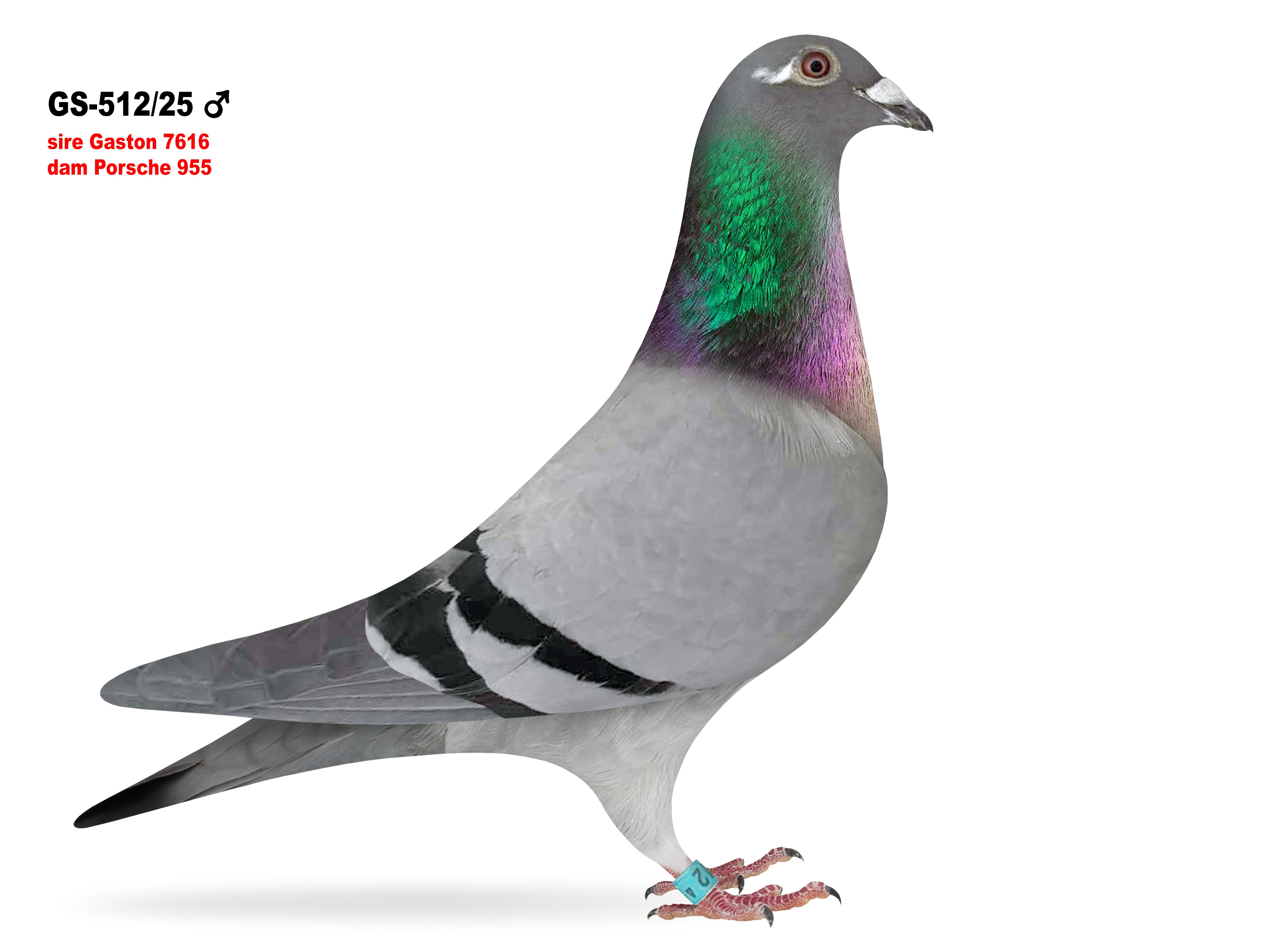 GS-512/25 Gaston / Porsche cock
