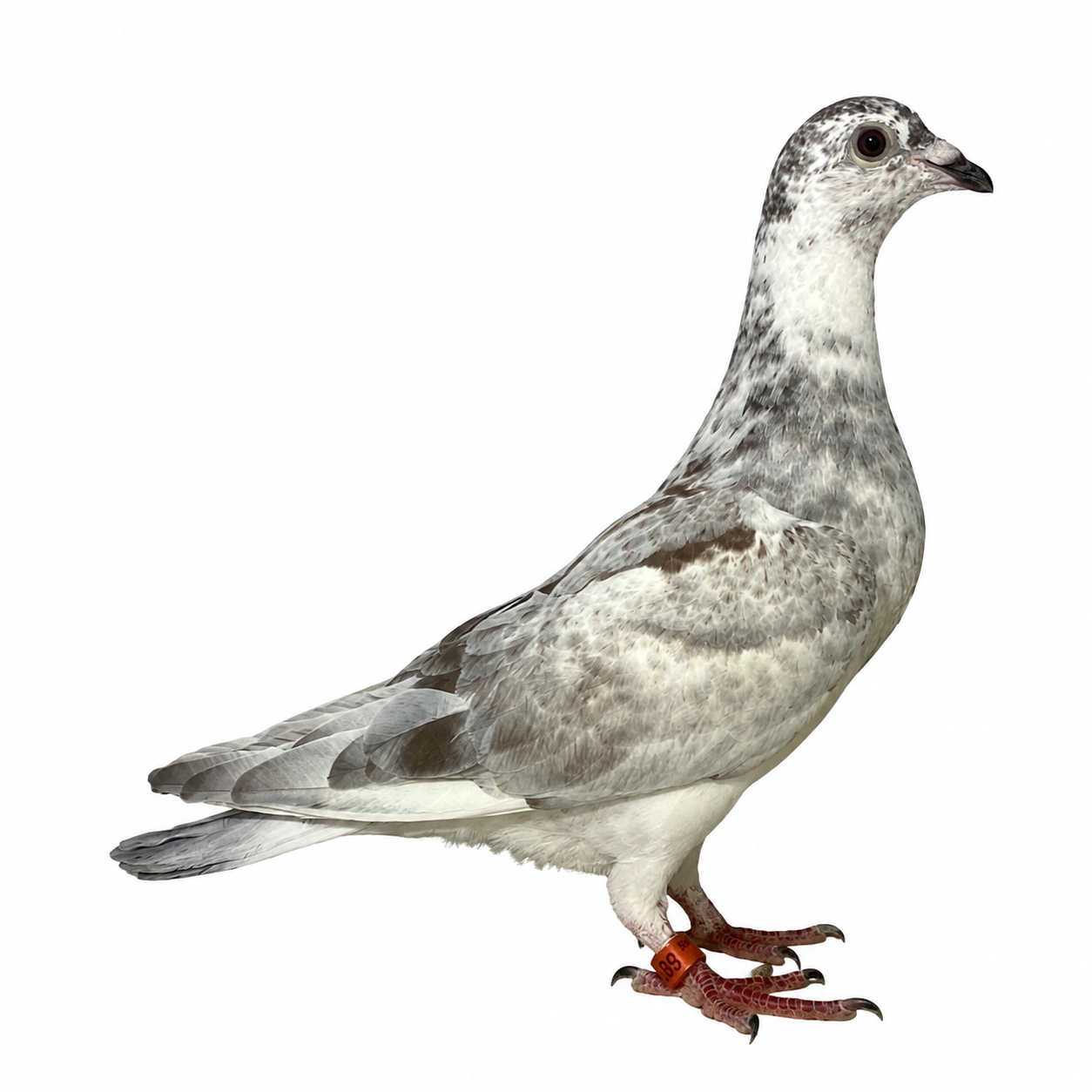 Black foundation x recessive Meulemans 393