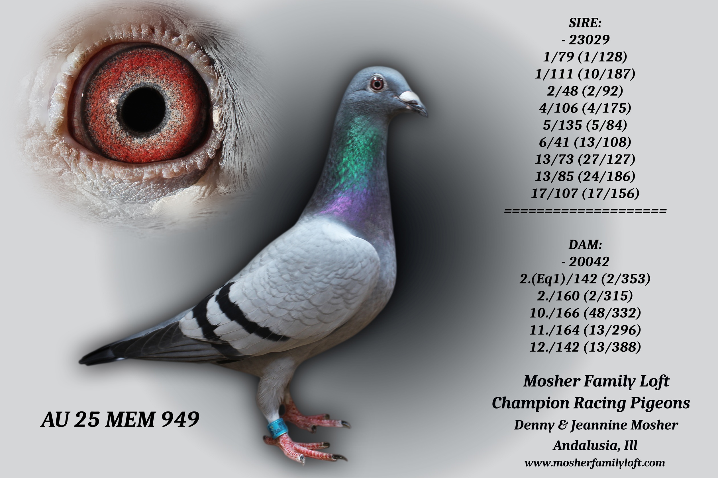 AU 25 MEM 949 Hen