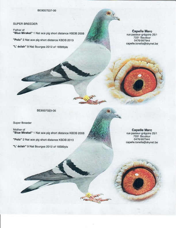 Preview Image 10